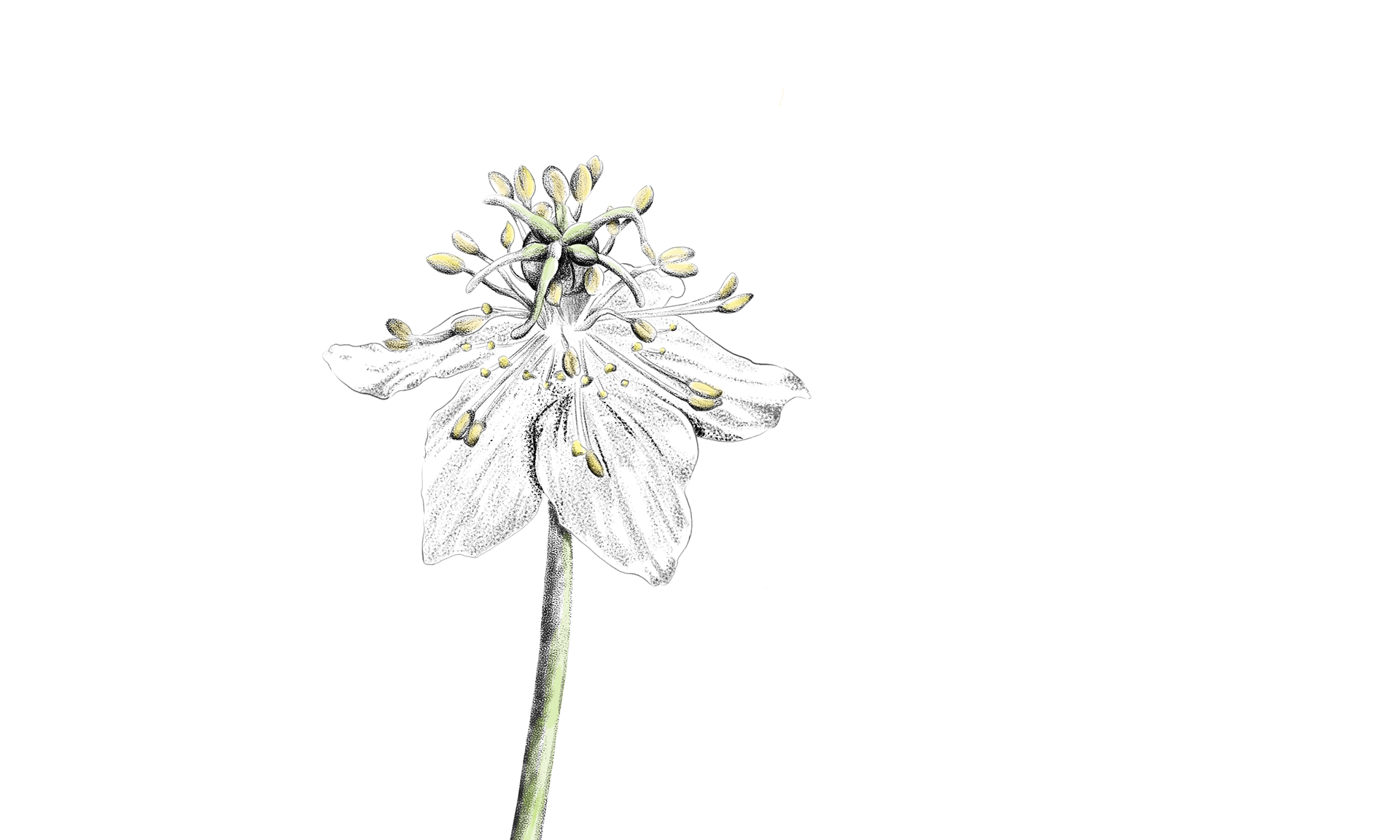 Nigelle cultivée