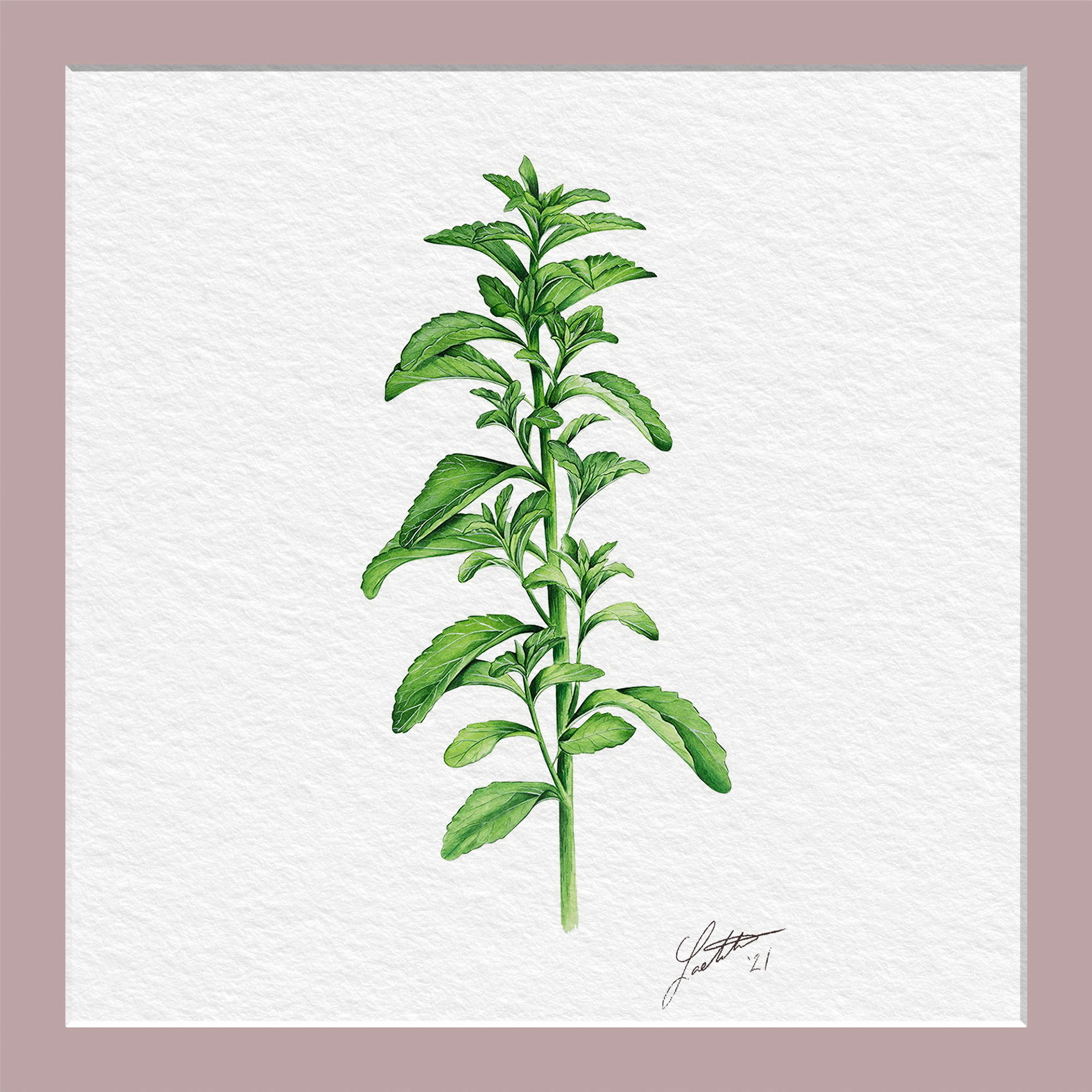 Stevia - Watercolor