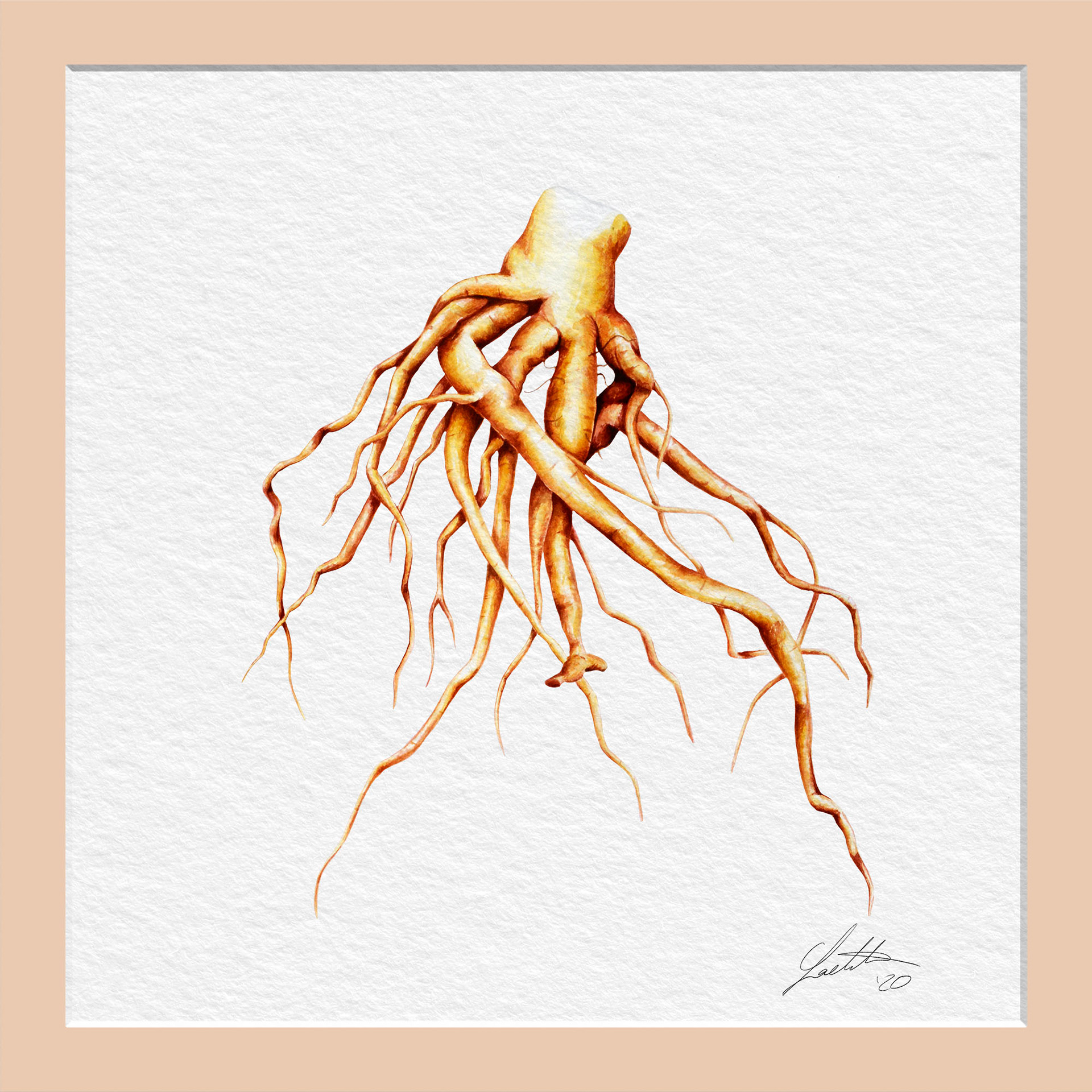 Ashwagandha Roots - Watercolor