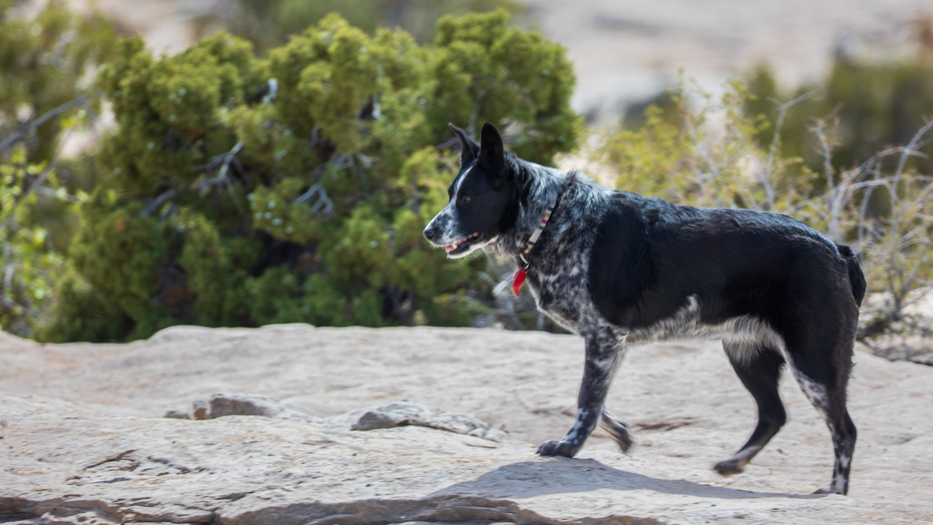 Liddy pads across the hard rock of the overlook above Lake Powell