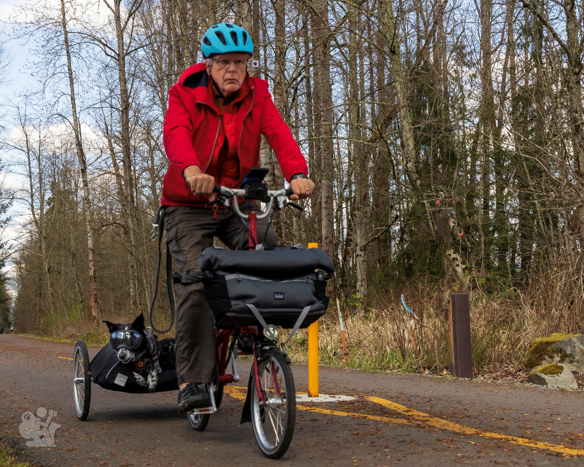 A cyclist rides along a trail pulling a trailer with a dog in it.