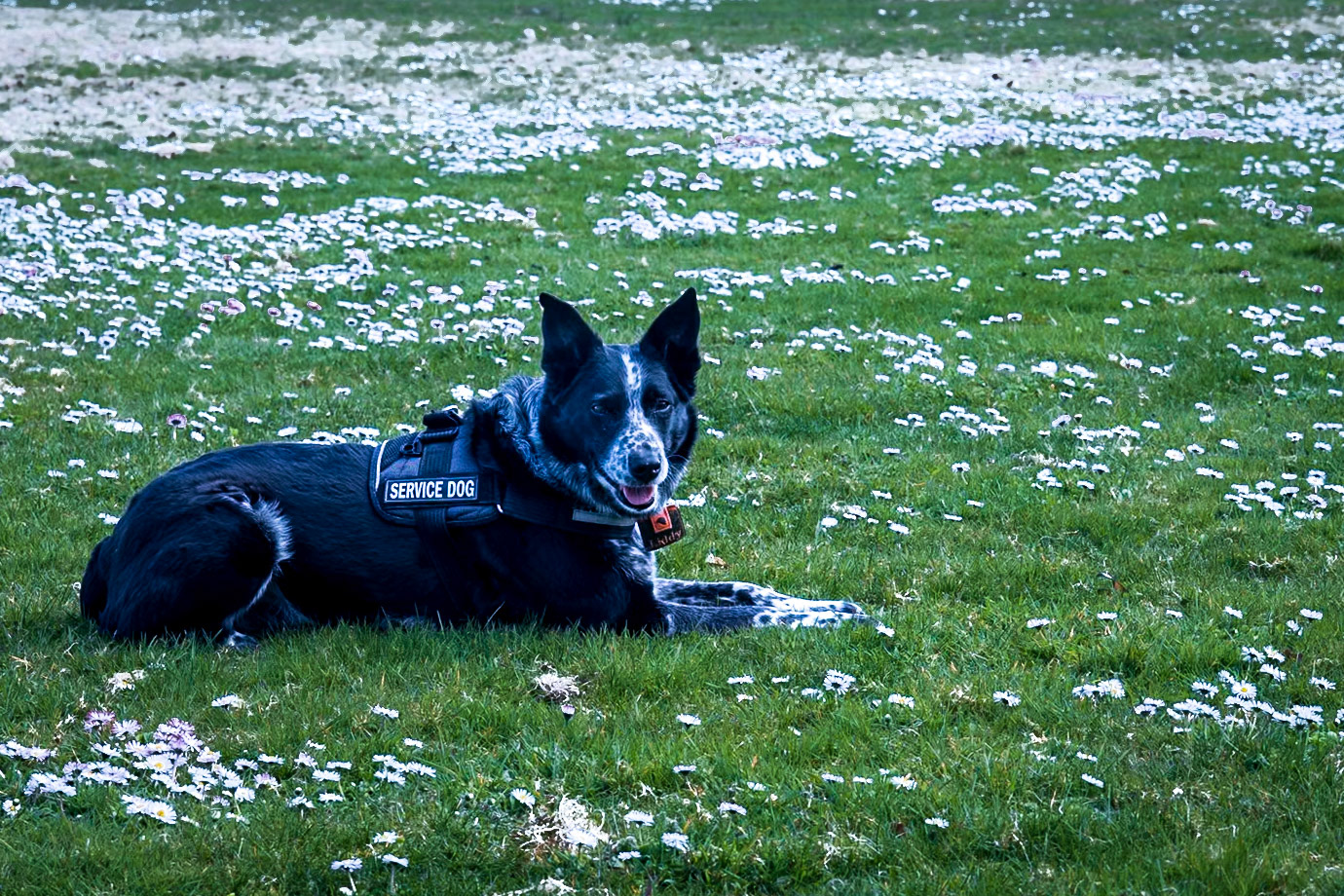 Liddy poses on a grassy patch along side commencement bay in Tacoma. The Dasies were all around - as you can see.