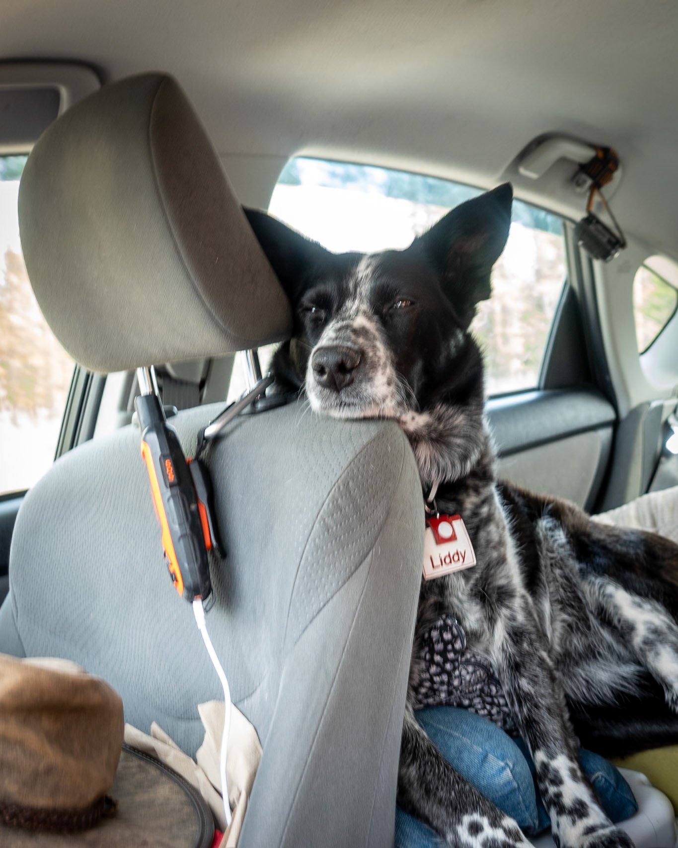 On those long interminable drives we take in Princess Prius, Liddy finds this a comfortable position for watching the road ahead.