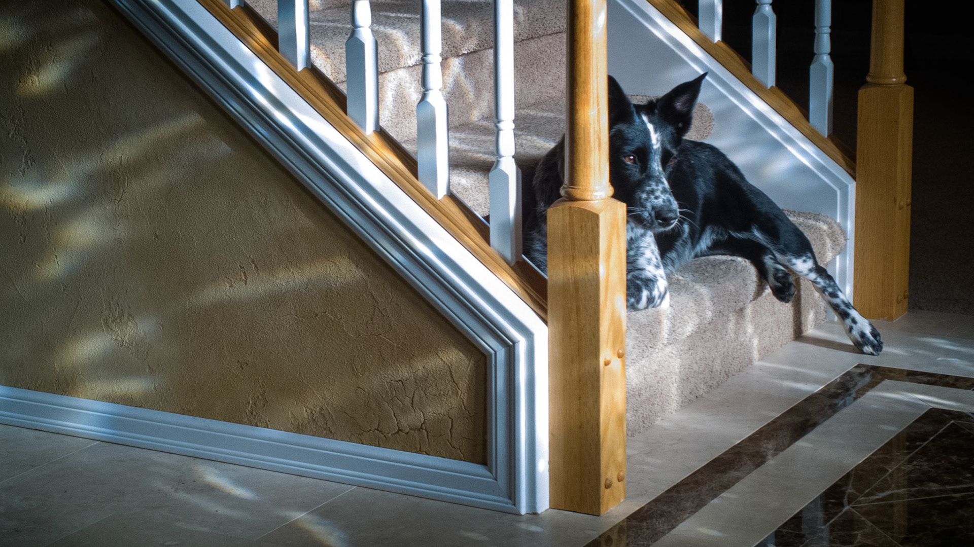 Liddy lies in the sun as it filters through the stained glass in our front door. What is it that fascinates this puppy's mind?