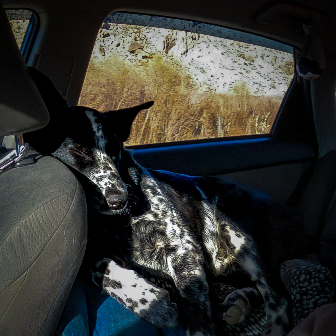 Liddy gets comfy on some cushions and grabs some zees as we travel to our next adventure.