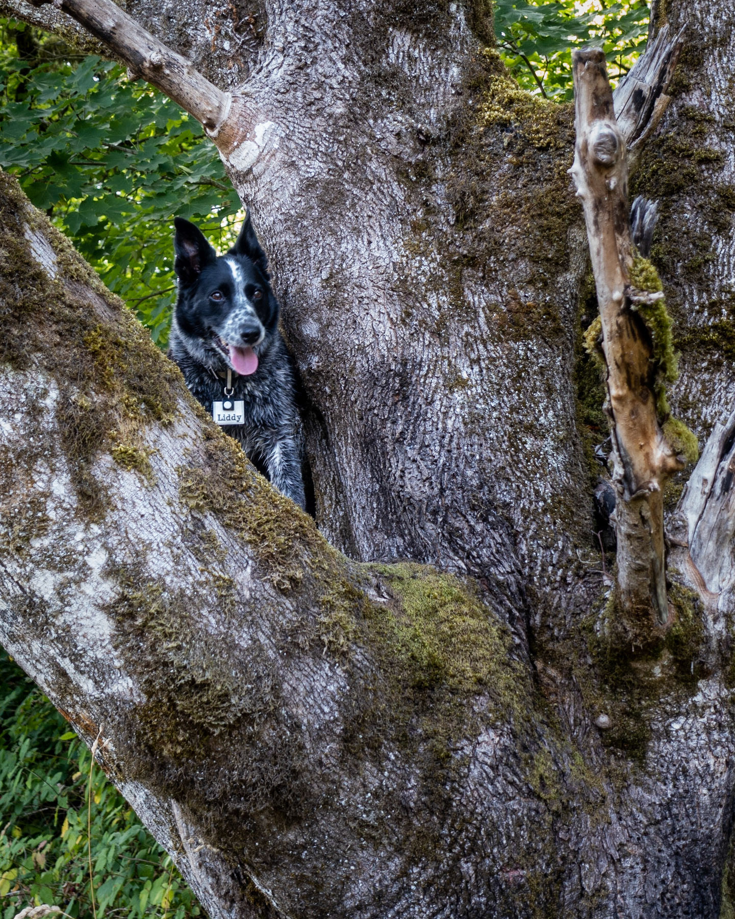 Liddy perches in a large maple tree to check out the view