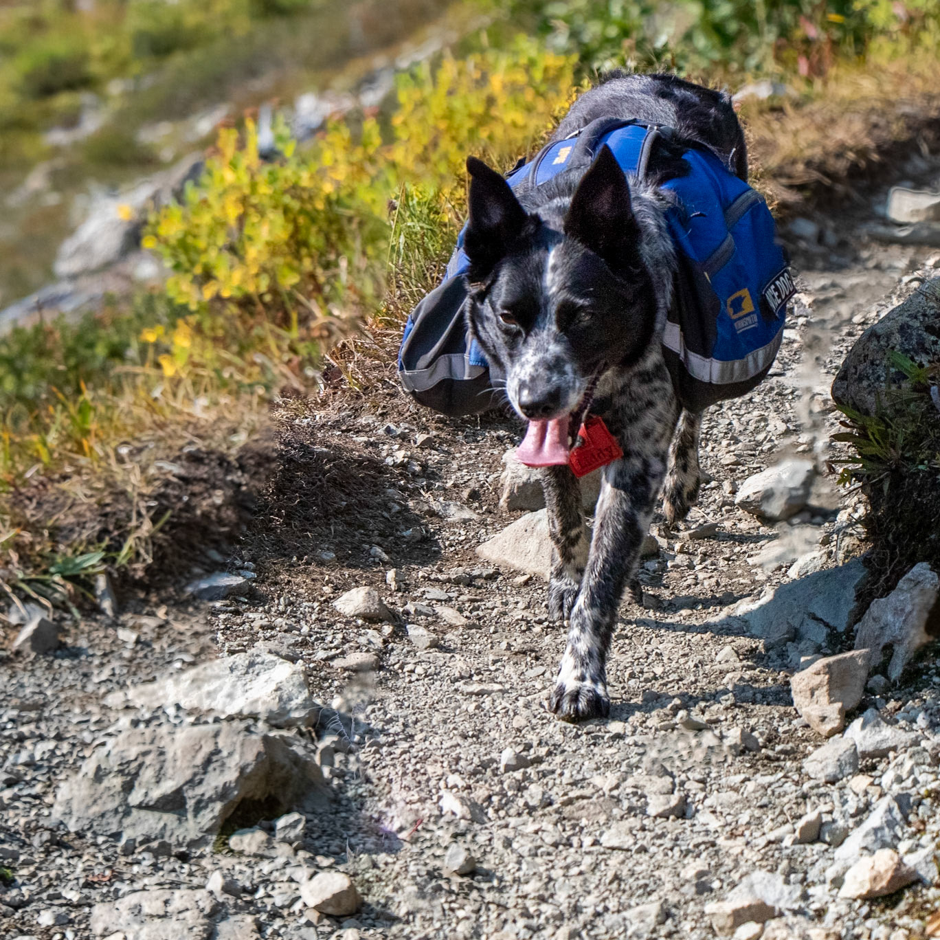 Liddy on the trail at Mt Baker Wilderness