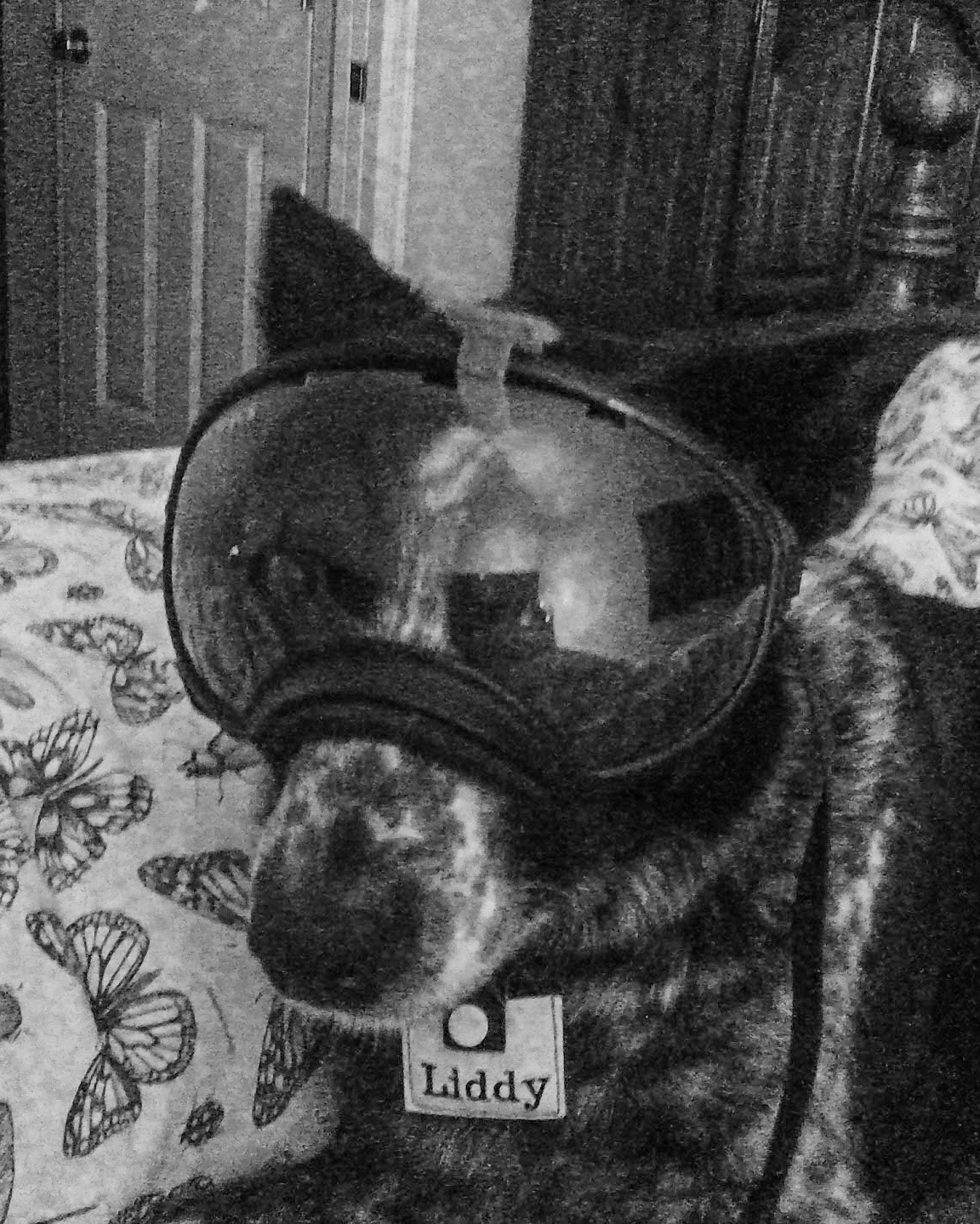 Liddy was recovering from surgery on an eyelid. We used her RexSpecs to prevent her from scratching the stitches. Worked pretty good. Better than the Cone of Shame.