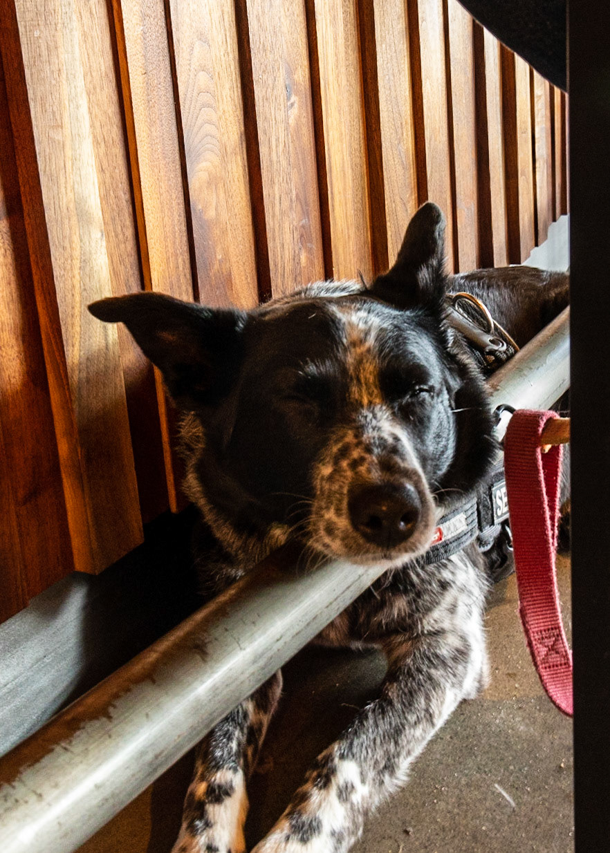 Chill'n at the Bar. Liddy likes to get between the bar rail and the bar. This way she doesn't fall over when she rests her eyelids.😏