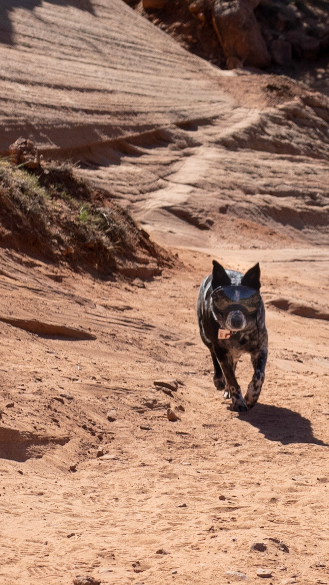 Liddy trots down a trail in the Utah desert