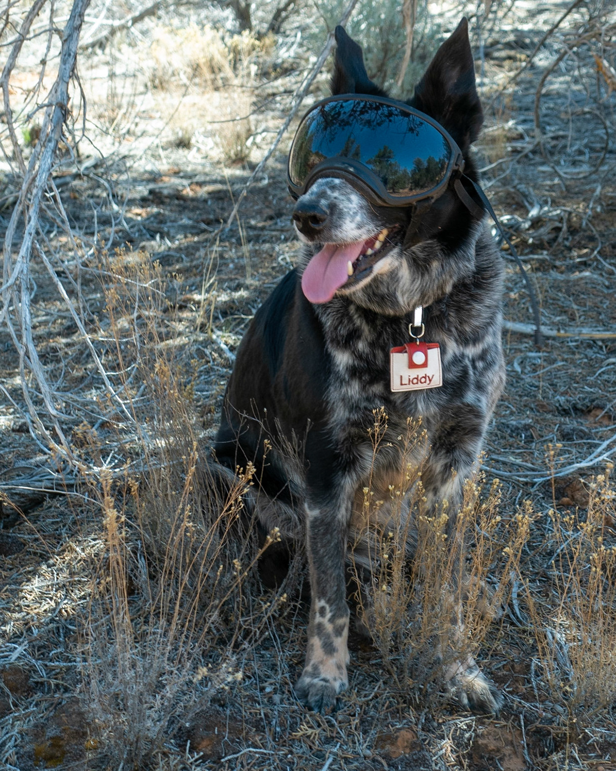 Climbing back up the trail to the car.Liddy seemed to enjoy the opportunity to be out and stretching her legs