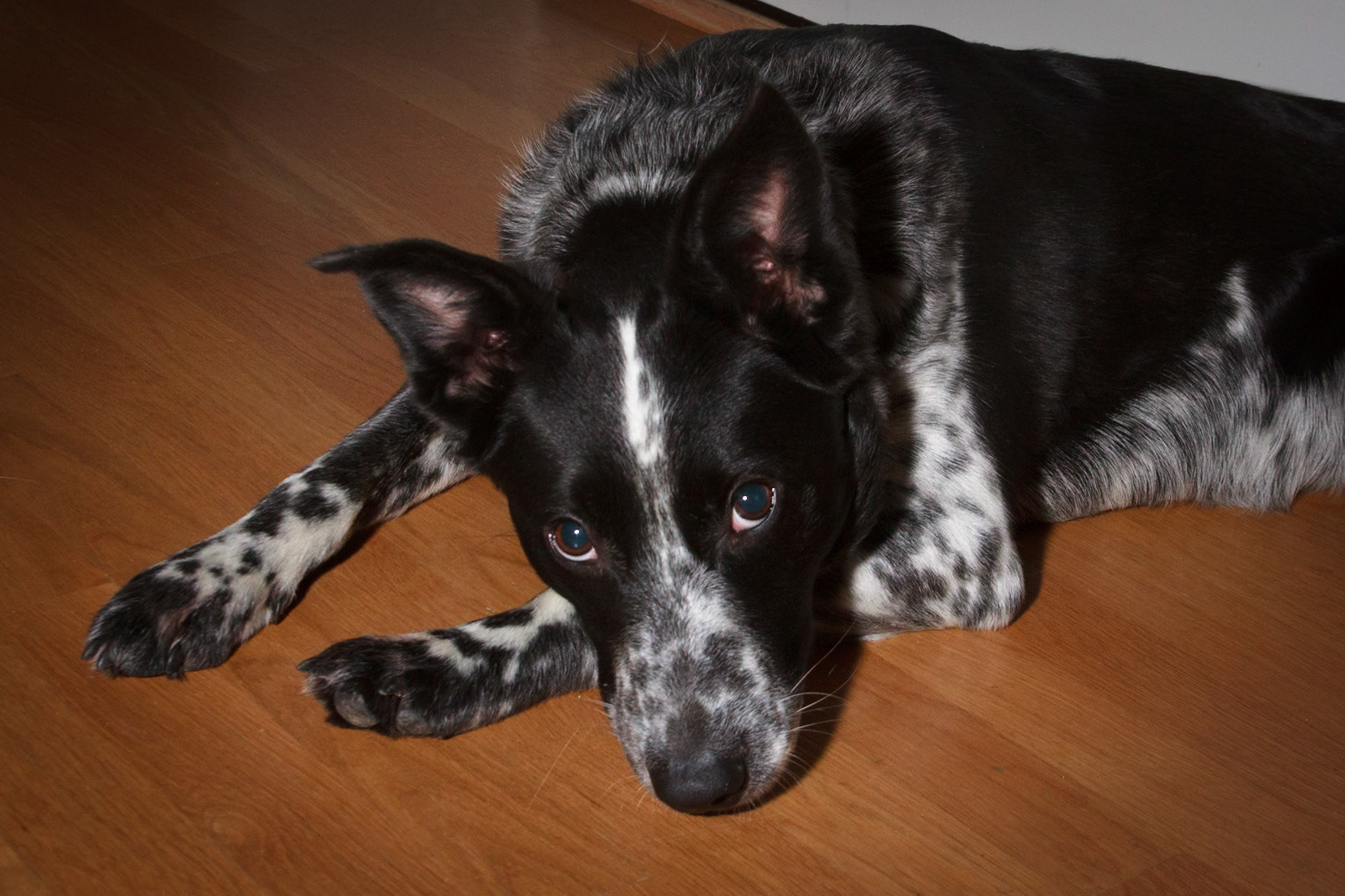 Our newest family member.