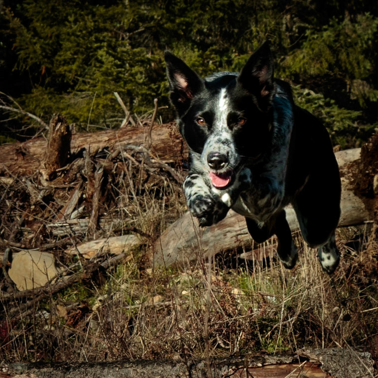 Liddy lays out as she leaps over a log as she streaks down a trail