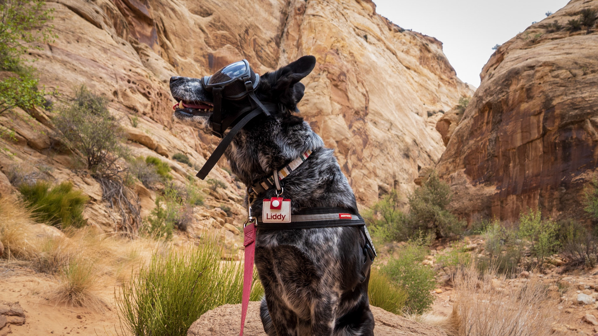 Liddy took a moment to check out the high cliffs in the canyon at Capitol Reef.