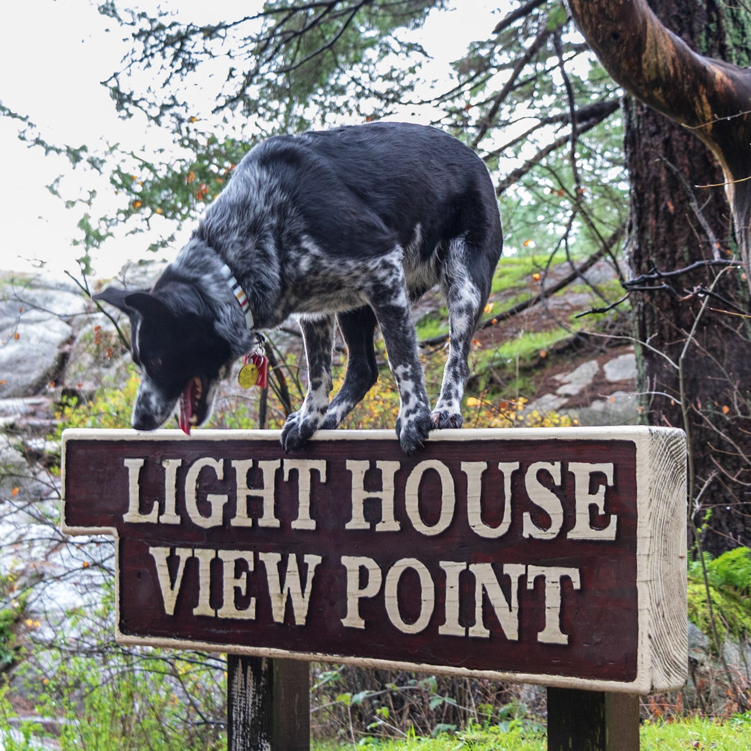 This way to the lighthouse
