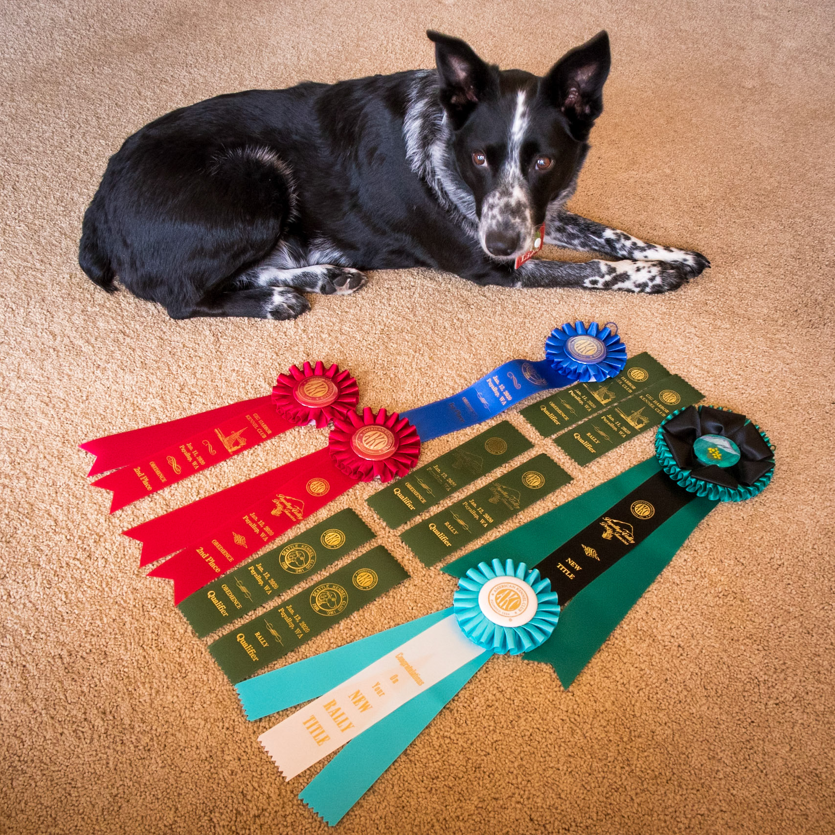 It has been a successful weekend for Liddy as she brings home 3 Qualifying Ribbons in Intermediate Rally to earn a new Title. The same again in Beginner Novice Obedience earning another Title. In the process she also brought home a First Place and 2 Second Place Ribbons. Excellent!