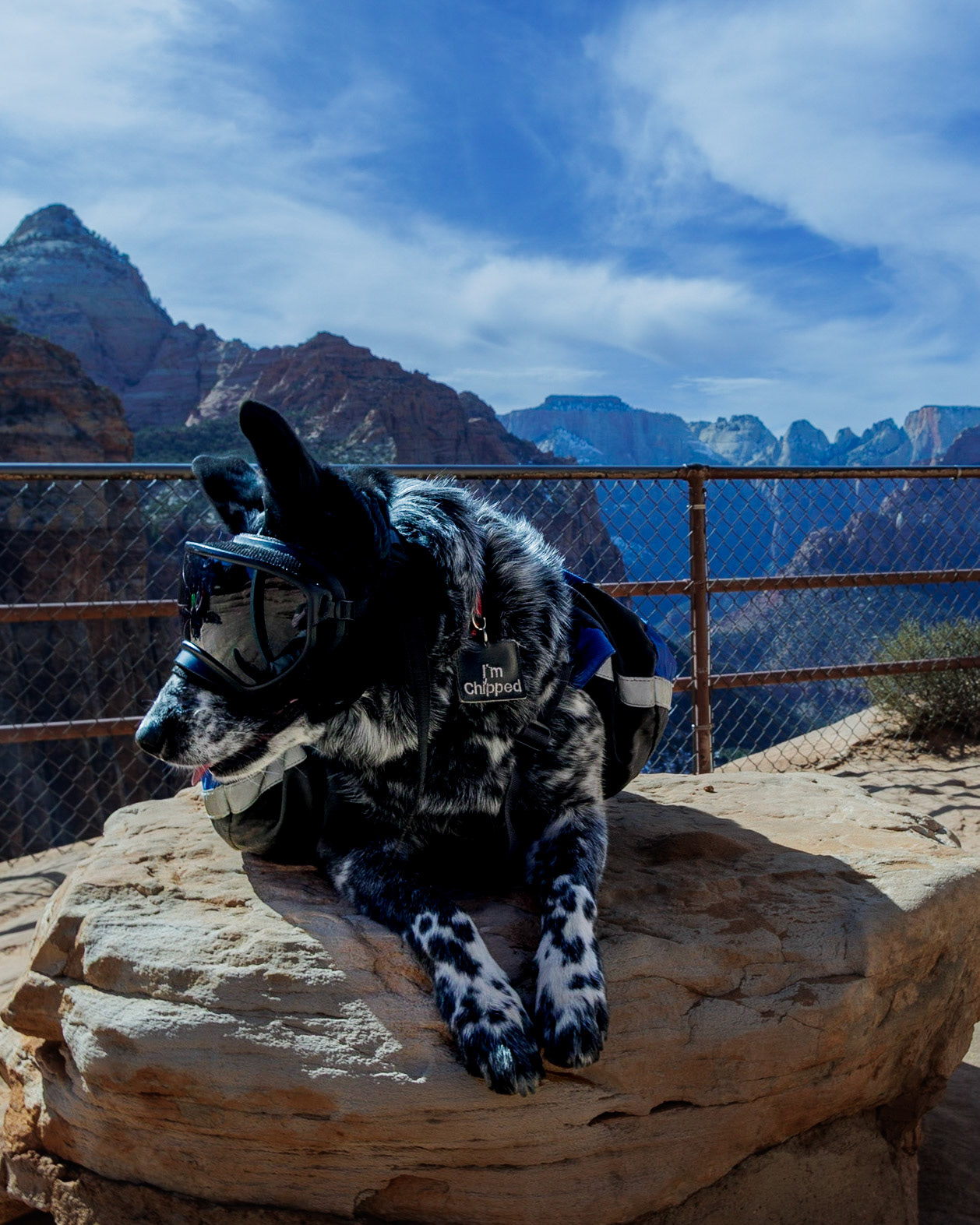 Liddy takes a moment to enjoy the view from the Canyon Overlook in Zion National Park.