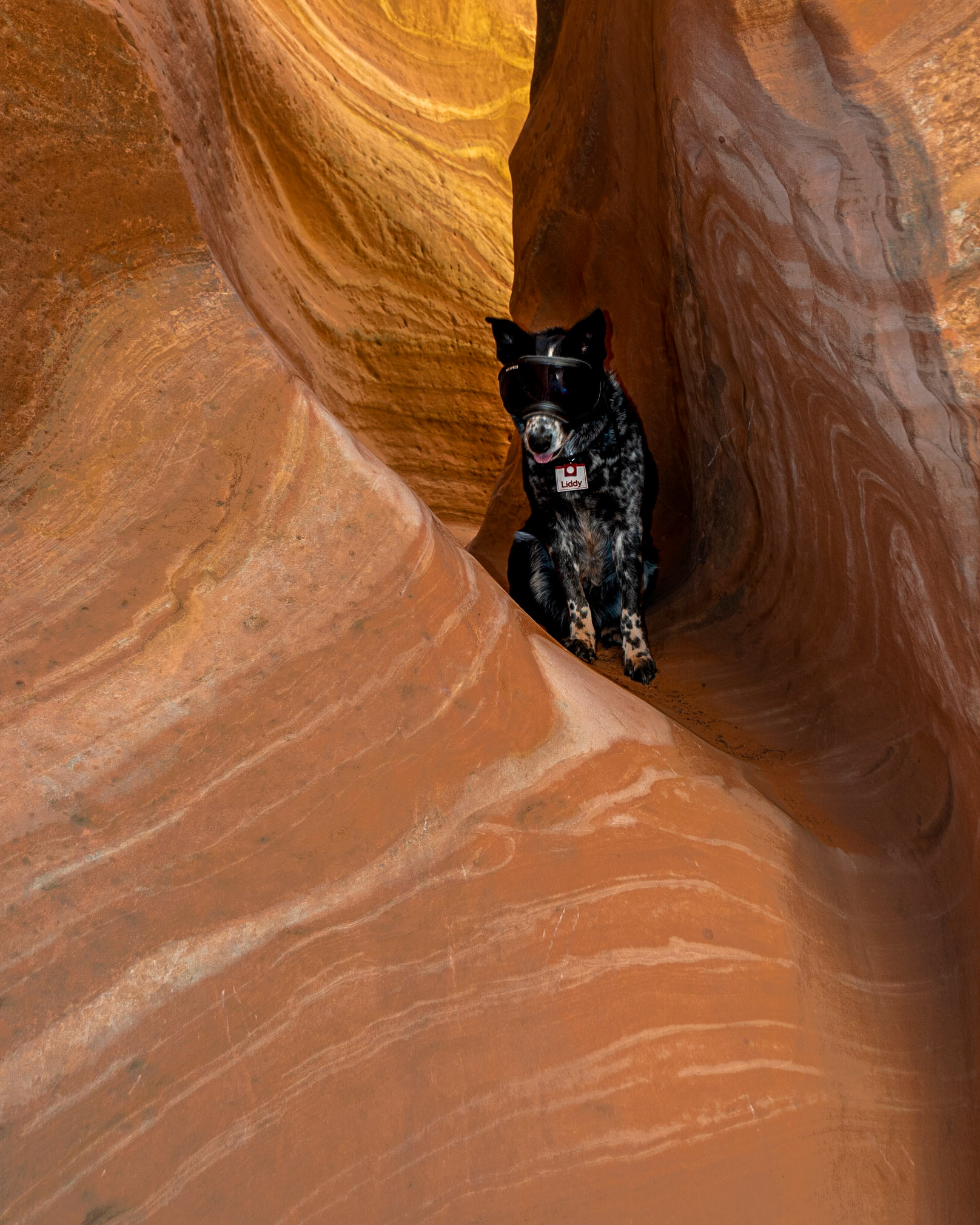 We didn't go too far up the canyon because my creaky knees weren't being terribly accommodating. Liddy did manage to scramble up a bit higher than me though.