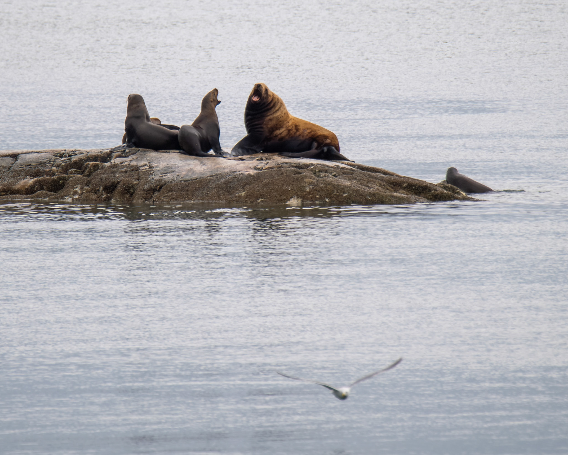 Alaska vacation in July, 2023 (Photo by Keith Sliney).