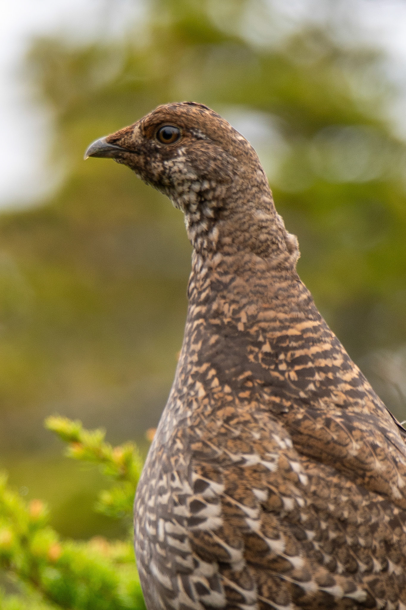 Alaska vacation in July, 2023 (Photo by Keith Sliney).