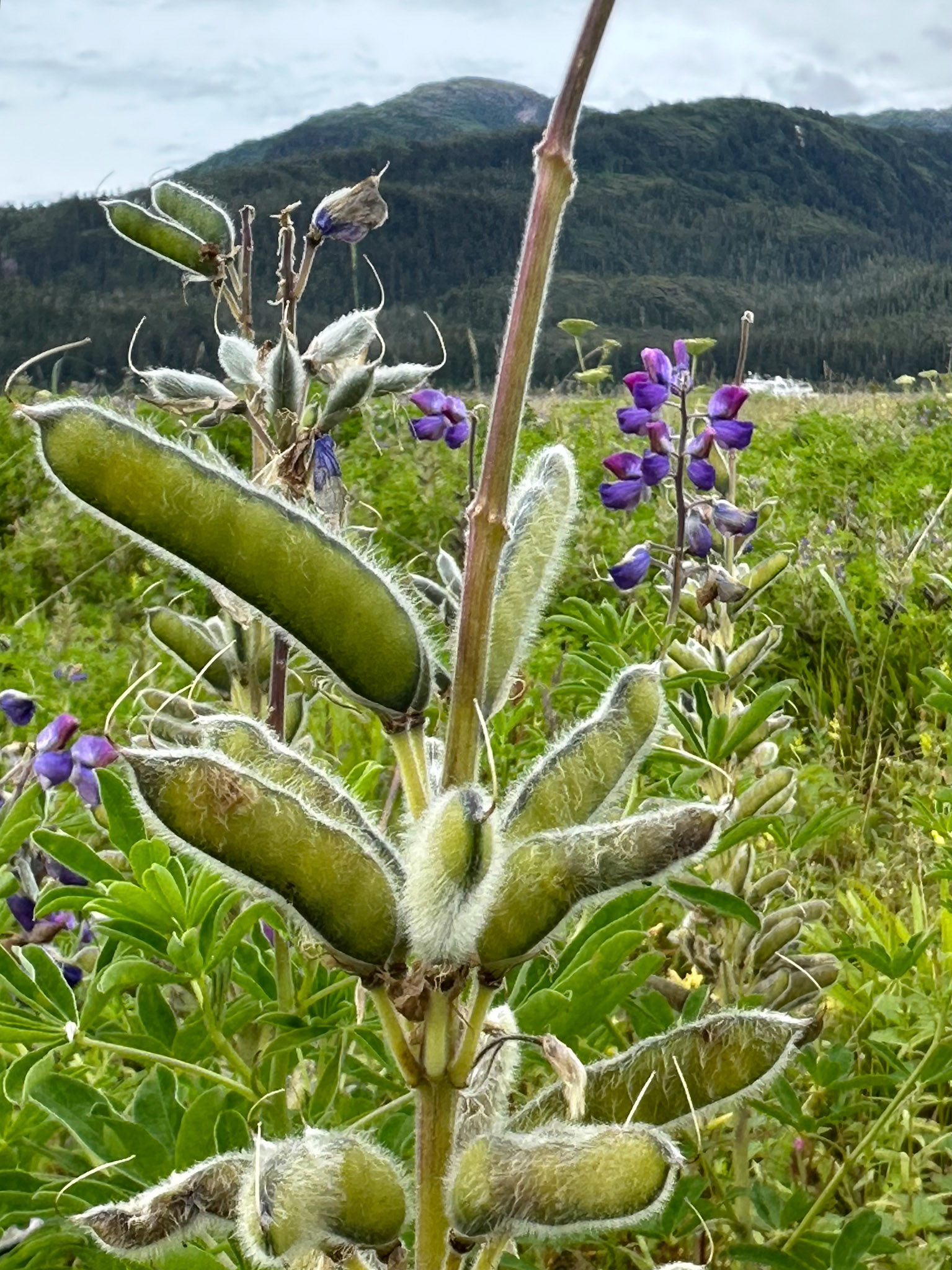 Alaska vacation in July, 2023 (Photo by Keith Sliney).