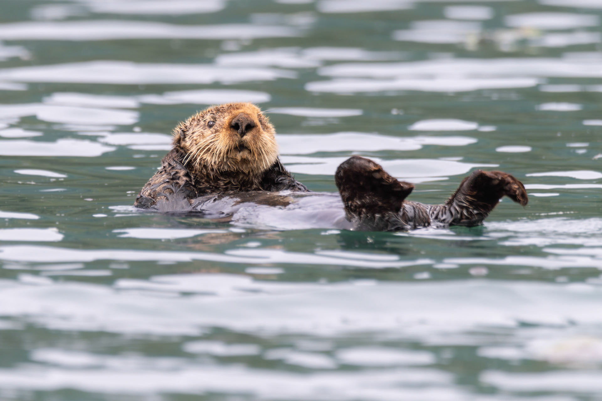 Otter floating in Dundas Bay, Alaska – July 2023 (Photo by Keith Sliney).