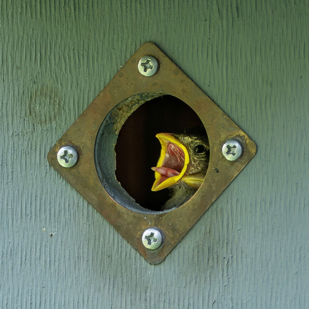 Sparrow chick in Haverhill, MA – June 2023 (Photo by Keith Sliney).