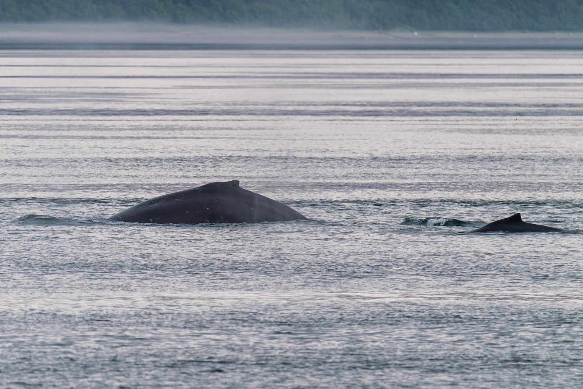 Alaska vacation in July, 2023 (Photo by Keith Sliney).