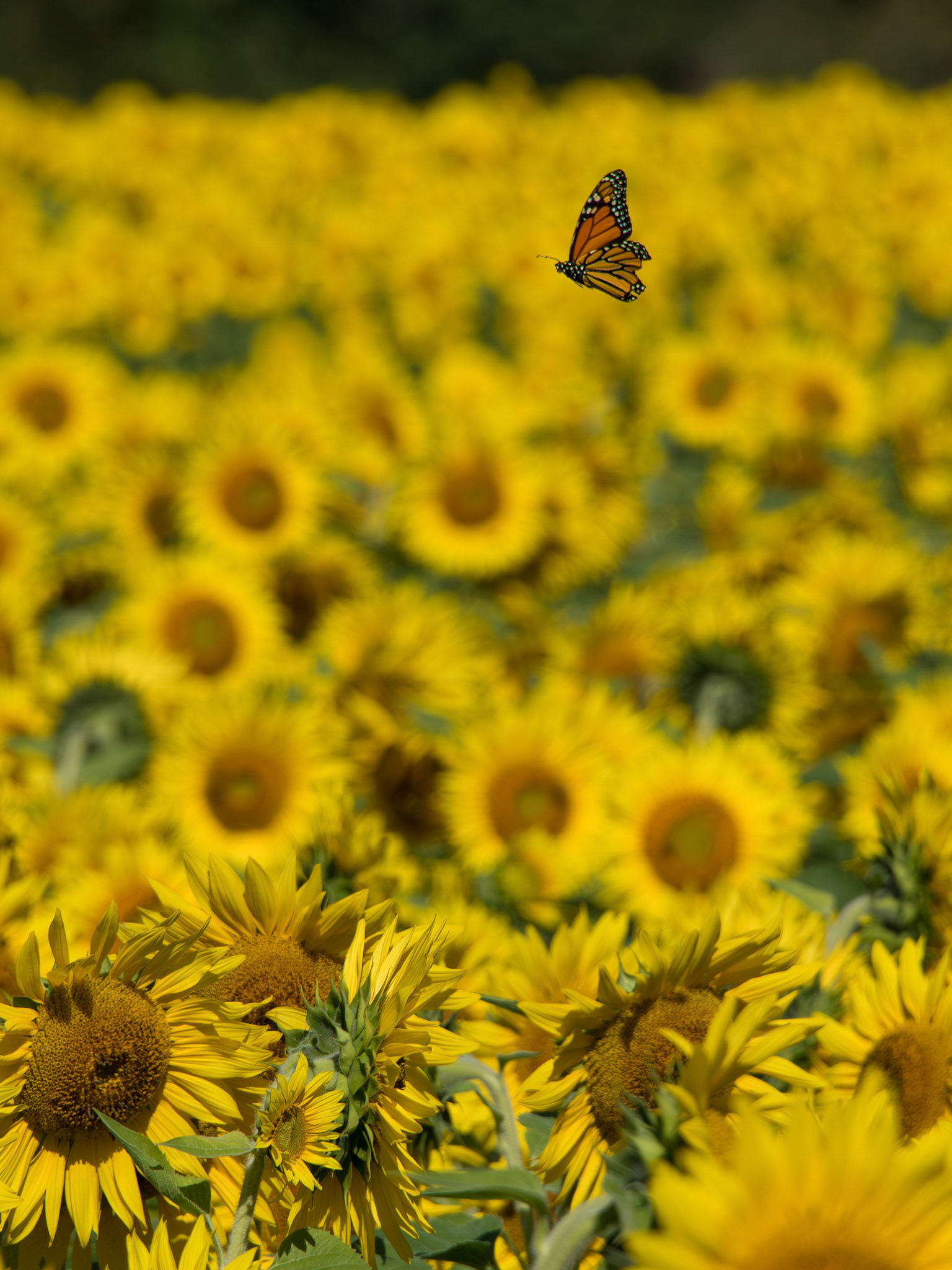 Monarch butterfly in a field of sunflowers in Newburyport, MA – October 2017 (Photo by Keith Sliney).