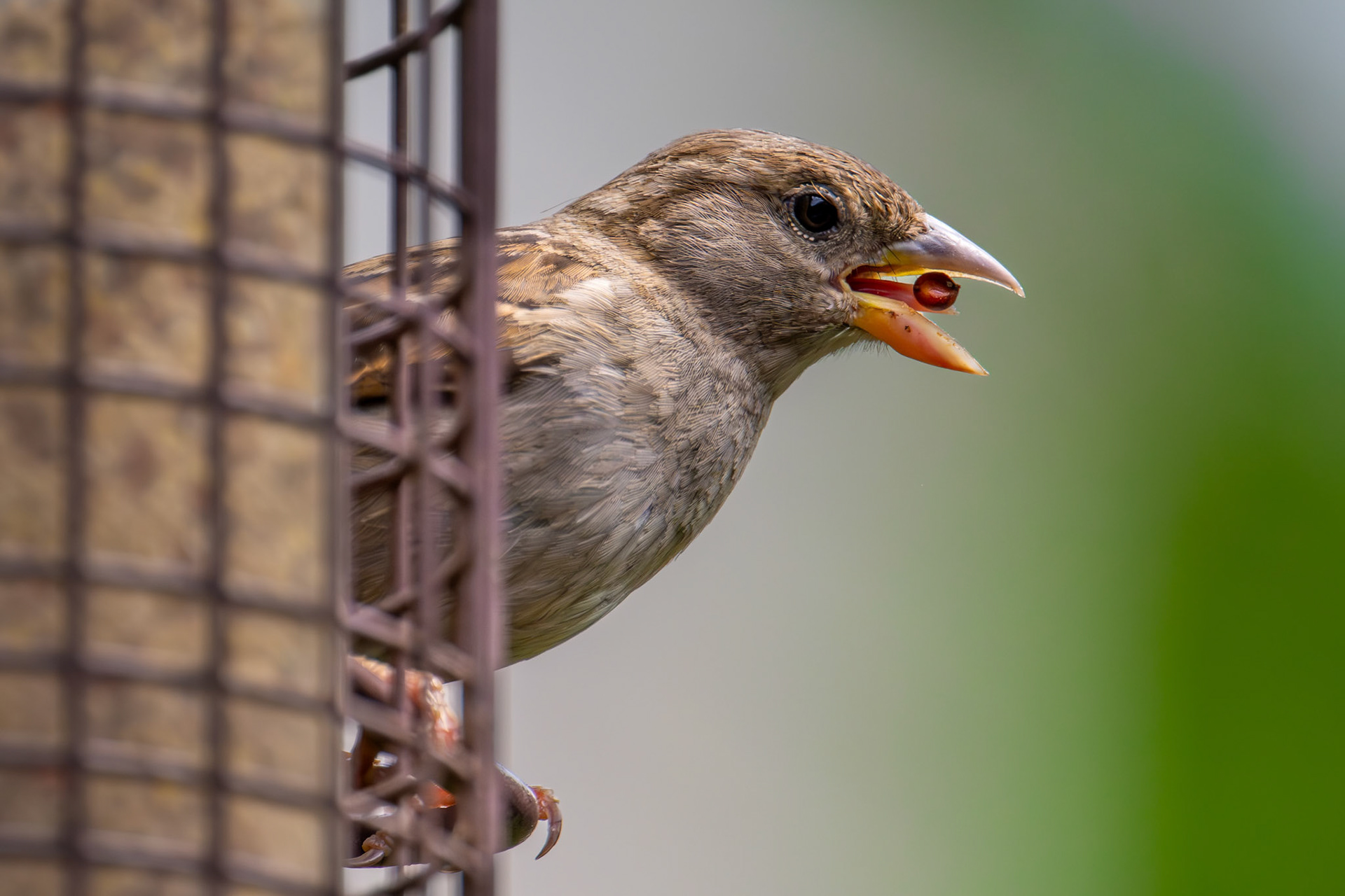 Sparrow feeding in Haverhill, MA – May 2024 (Photo by Keith Sliney).