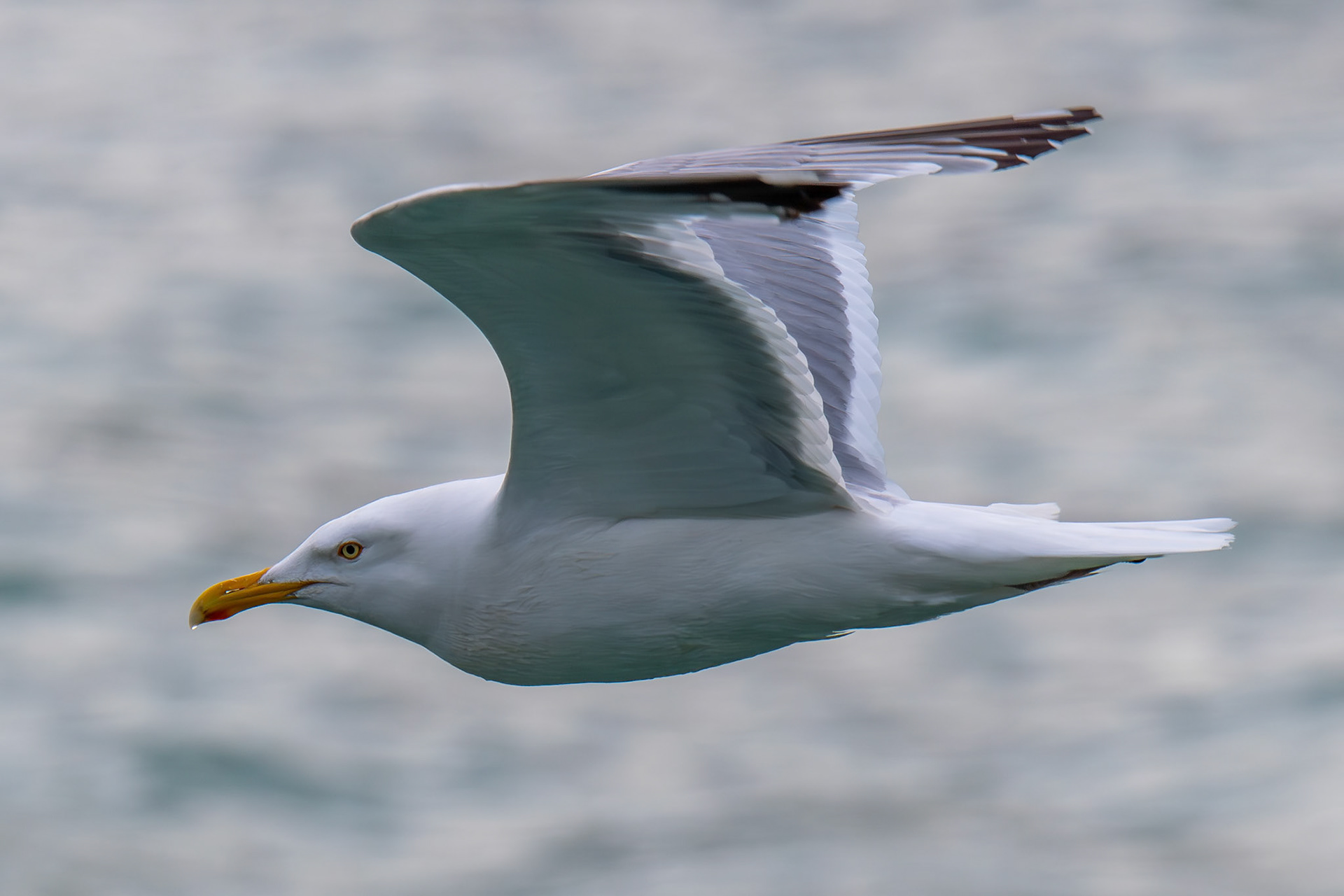 Seagull in Pelican, Alaska – July 2023 (Photo by Keith Sliney).