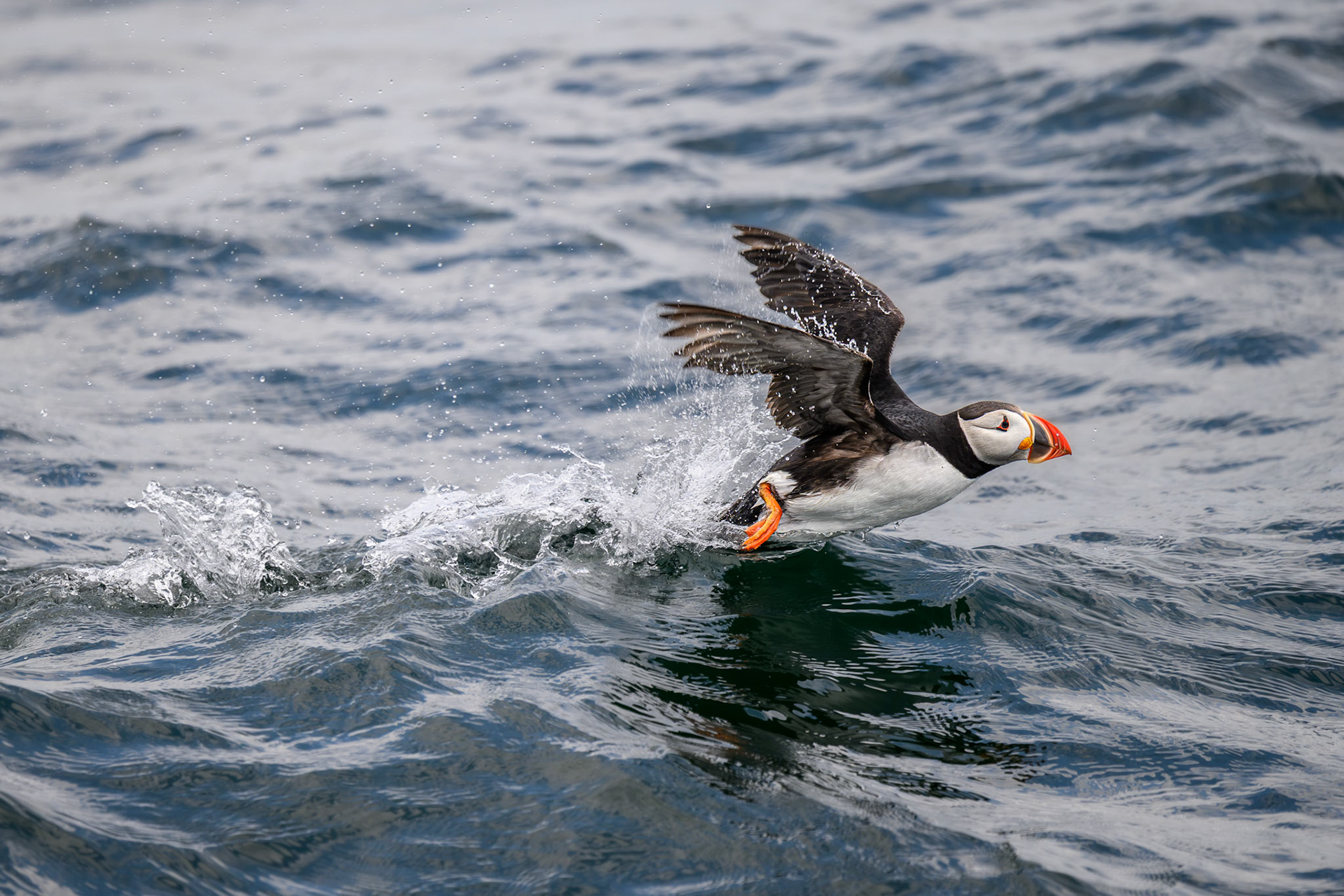 PORT CLYDE, ME - JULY 16, 2026: Boat Tour off Port Clyde, Maine (Photo by Keith Sliney).