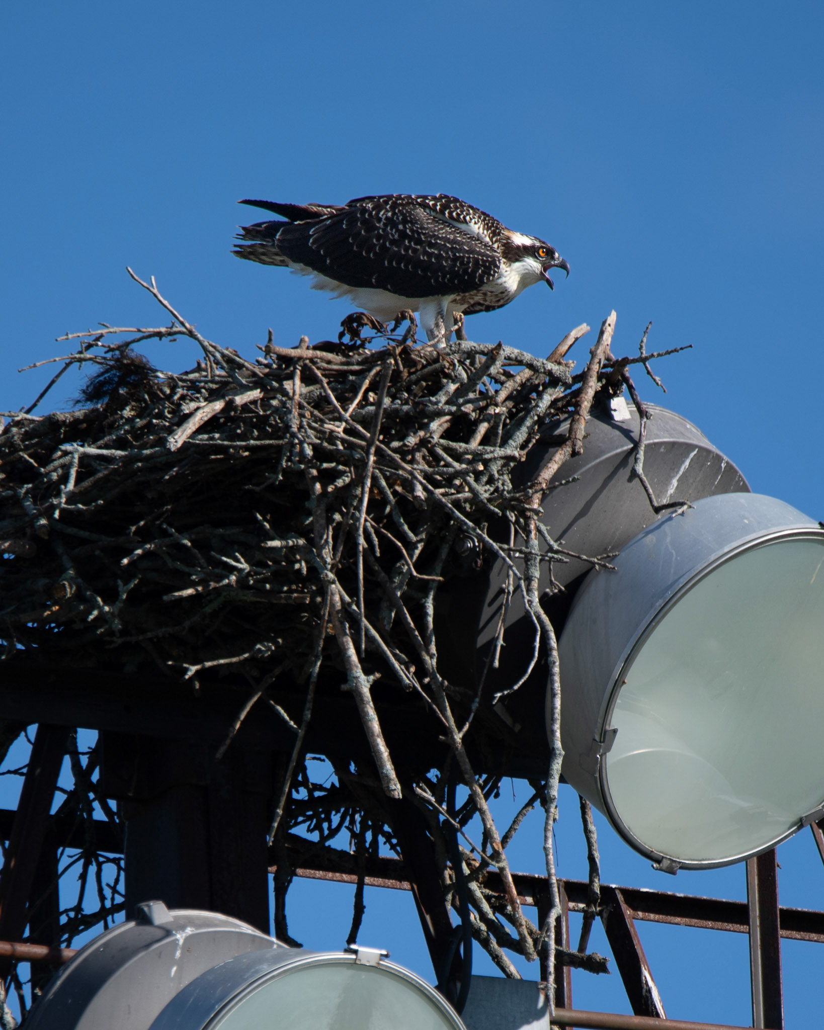 Osprey nest in Haverhill, MA – August 2023 (Photo by Keith Sliney).