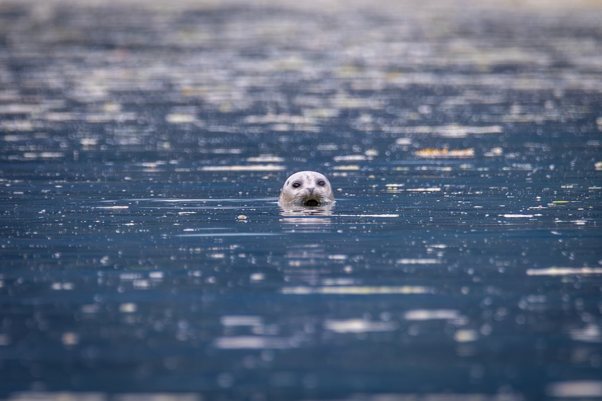 Seal in Neka Bay, Alaska – July 2023 (Photo by Keith Sliney).