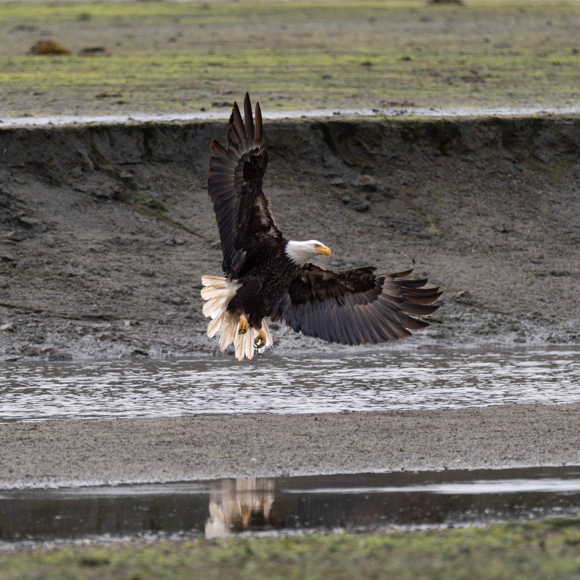 Bald Eagle in Dundas Bay, Alaska – July 2023 (Photo by Keith Sliney).