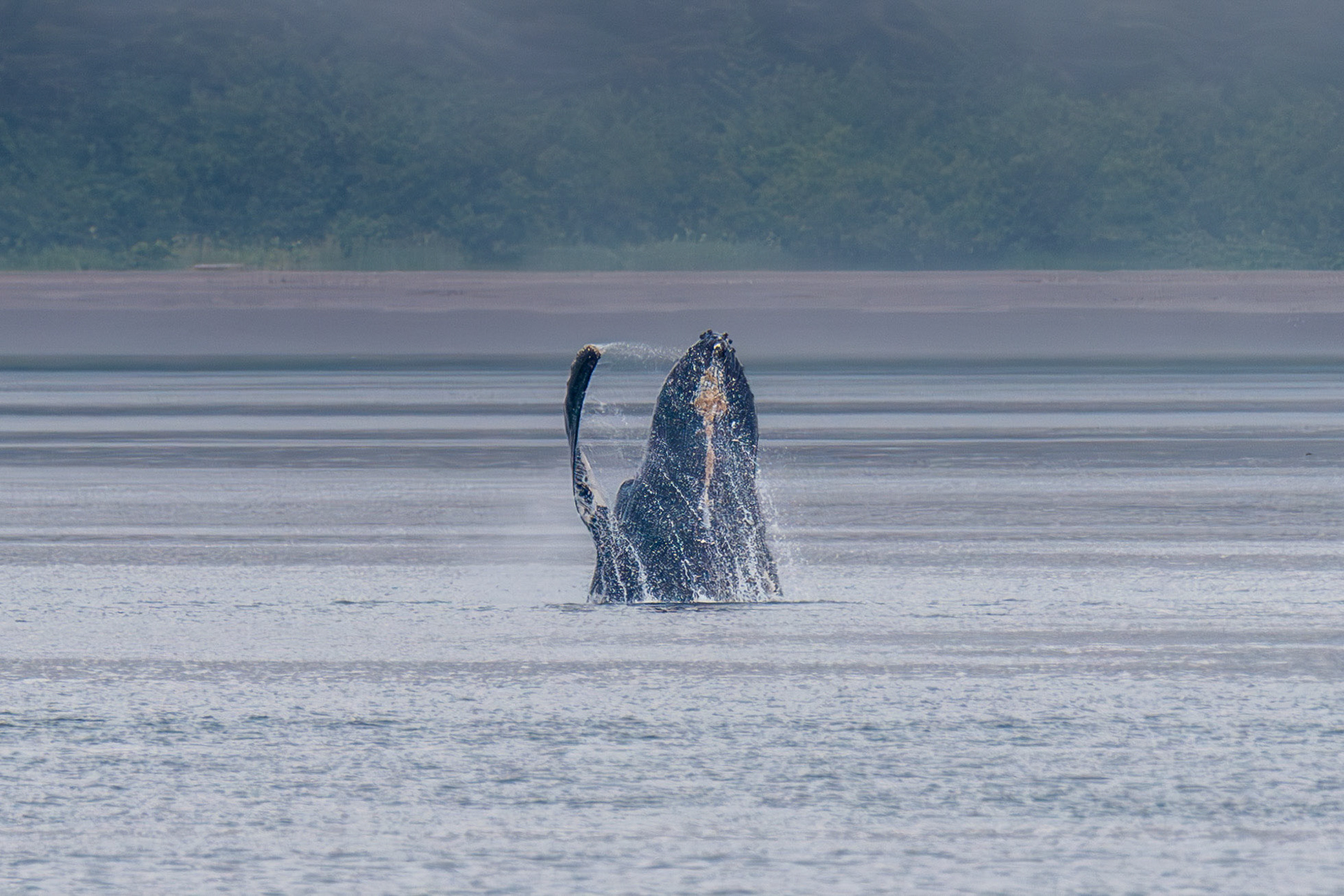 Humpback whale in Port Althorp, Alaska – July 2023 (Photo by Keith Sliney).