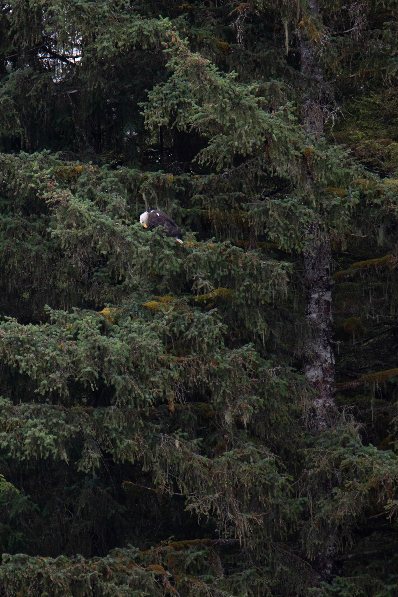 Alaska vacation in July, 2023 (Photo by Keith Sliney).