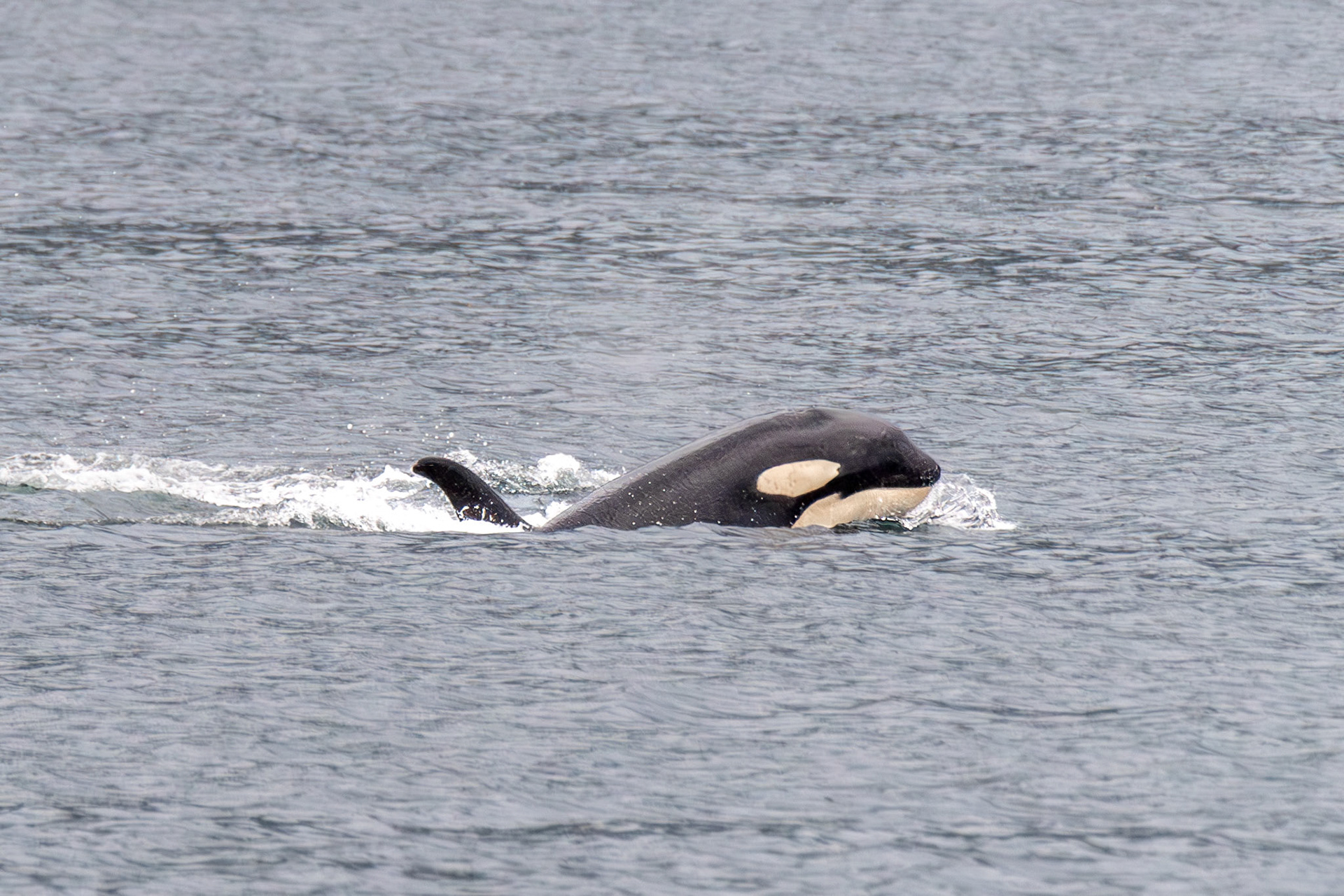 Orca in Pelican, Alaska – July 2023 (Photo by Keith Sliney).
