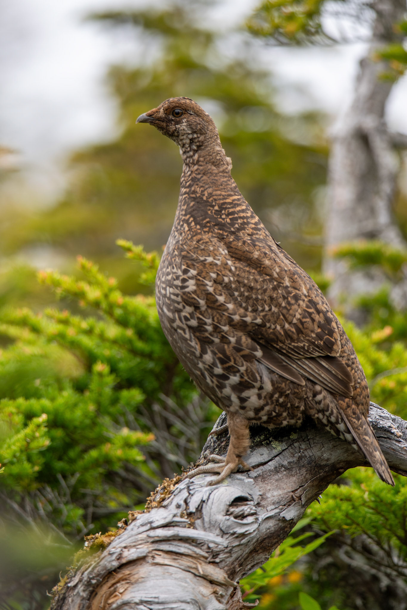 Alaska vacation in July, 2023 (Photo by Keith Sliney).