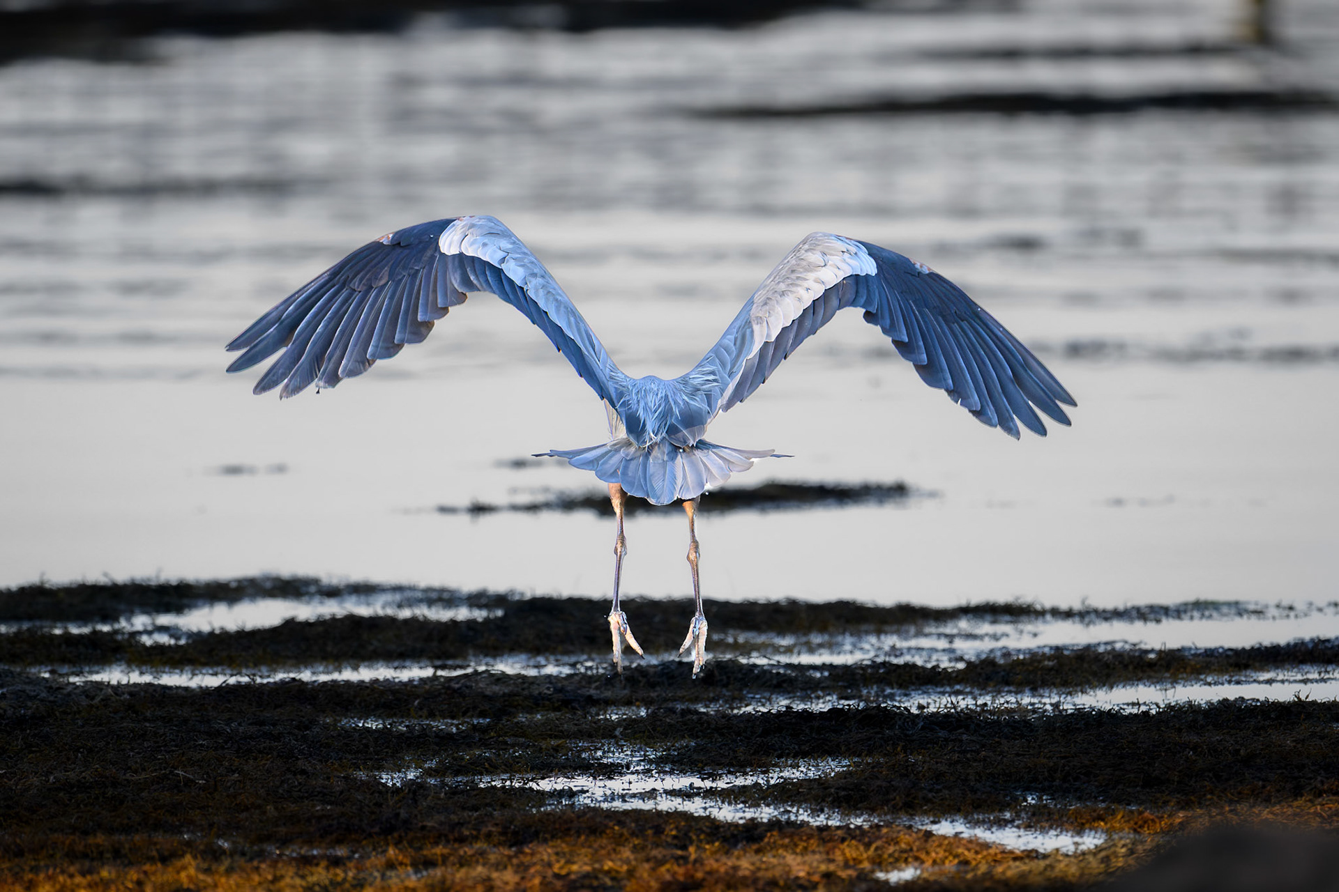 SOUTH THOMASTON, ME - JULY 12, 2026: Great Blue Heron catching fish on the coast of Sprucehead Island in Maine (Photo by Keith Sliney).