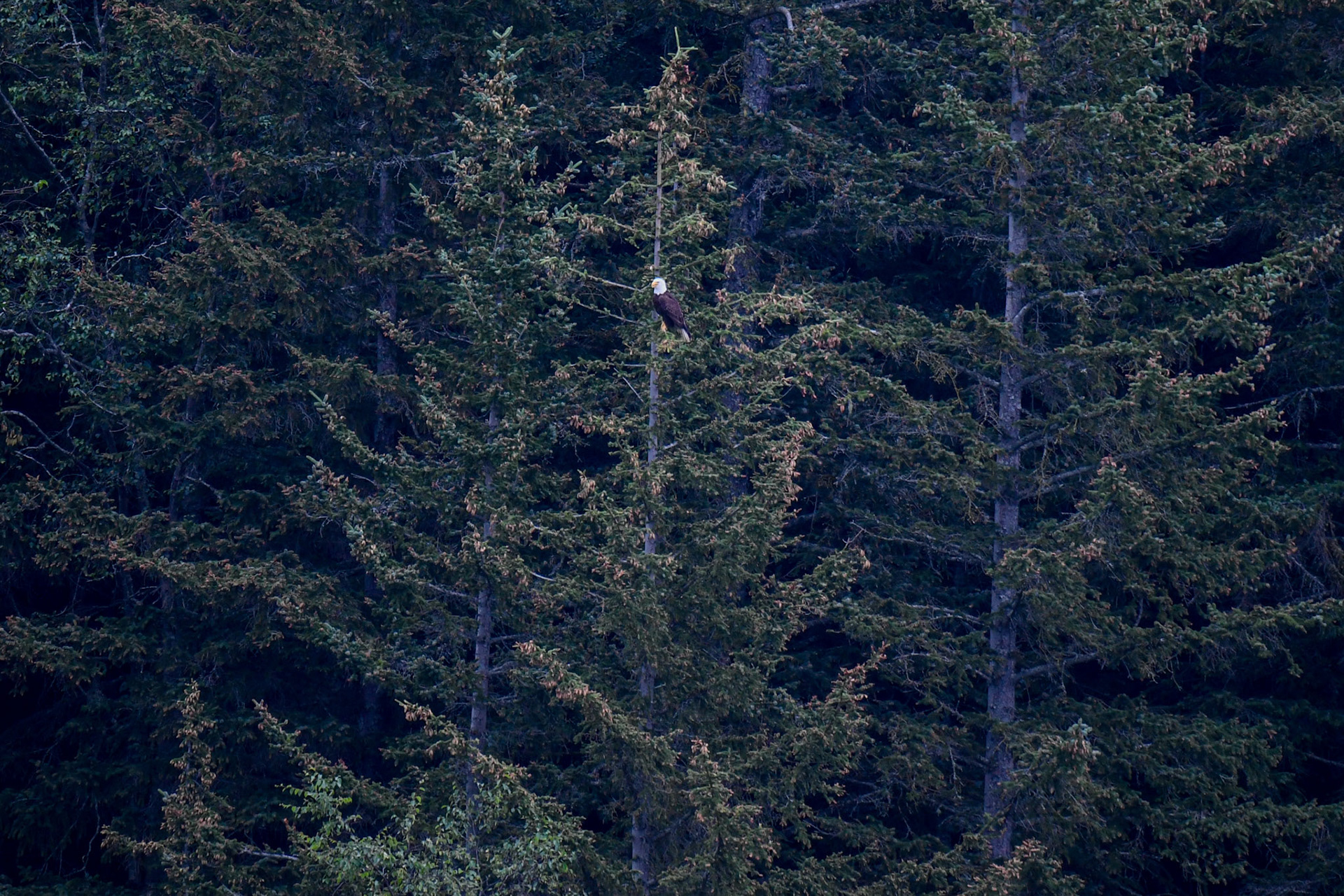 Alaska vacation in July, 2023 (Photo by Keith Sliney).