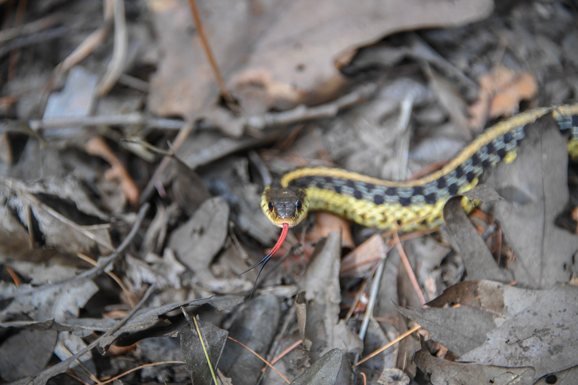 Snake in Boxford, MA – March 2024 (Photo by Keith Sliney).