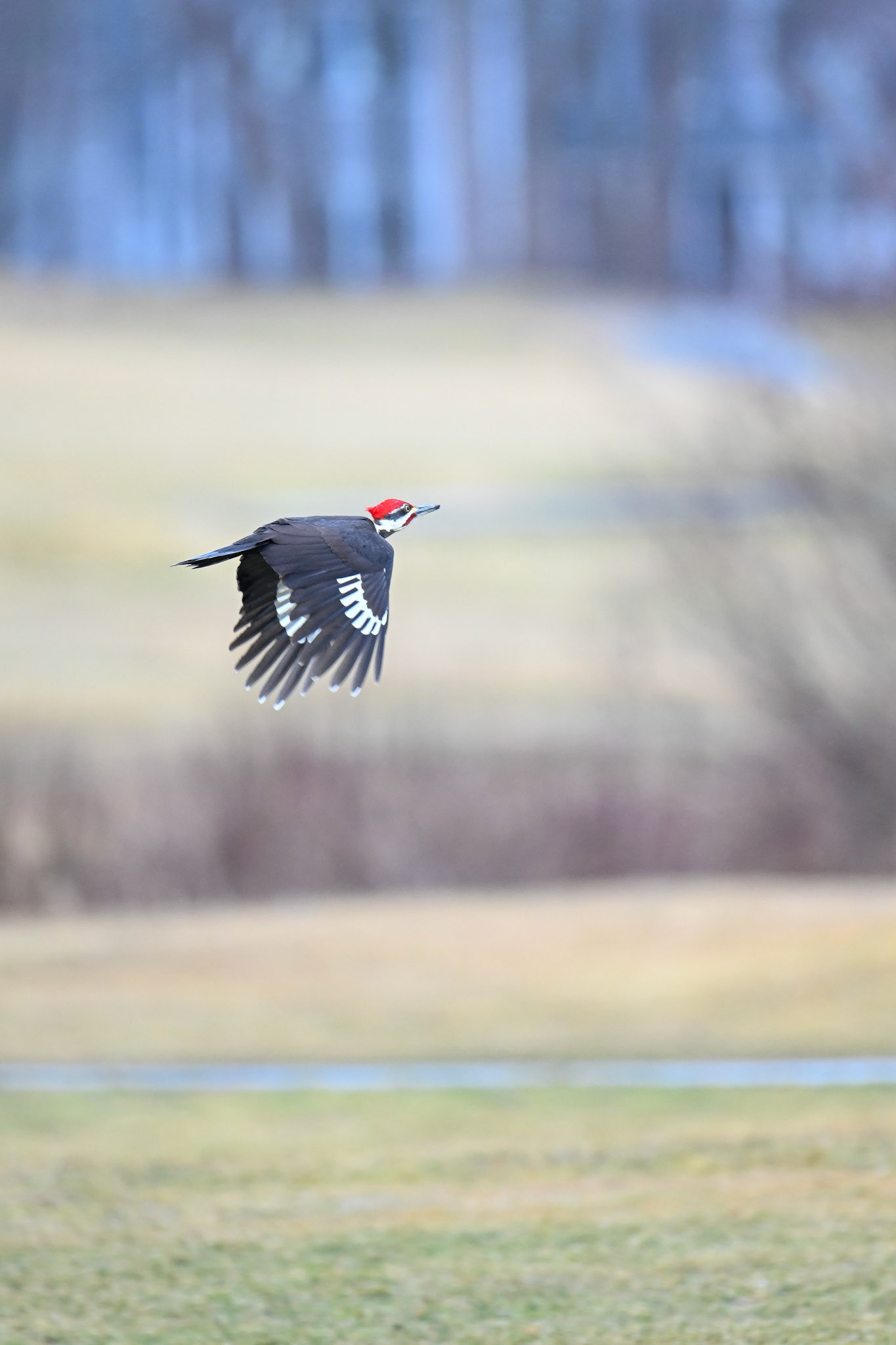 Pileated Woodpecker in Haverhill, MA – March 2024 (Photo by Keith Sliney).