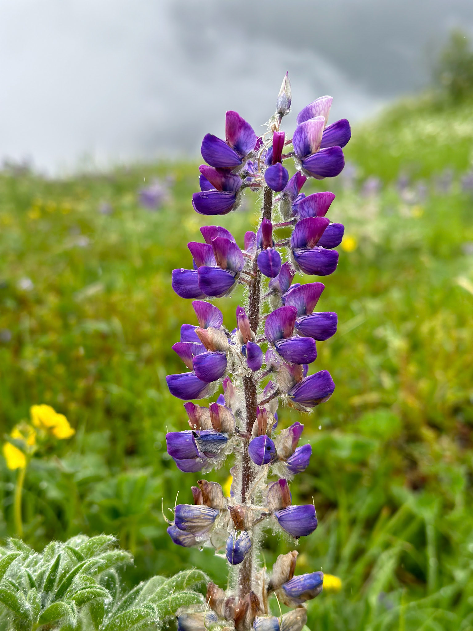 Alaska vacation in July, 2023 (Photo by Keith Sliney).