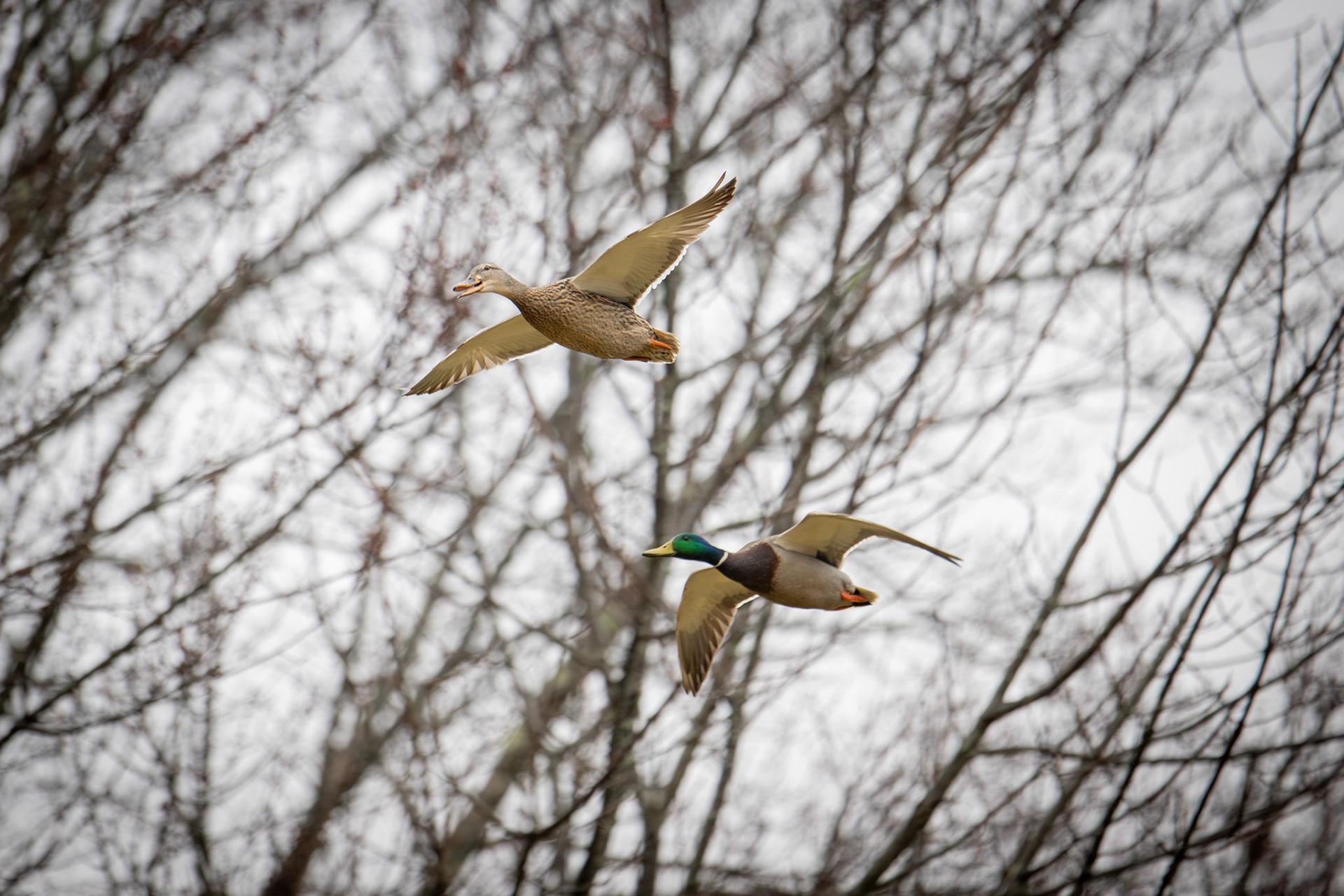 Ducks in Haverhill, MA – March 2024 (Photo by Keith Sliney).