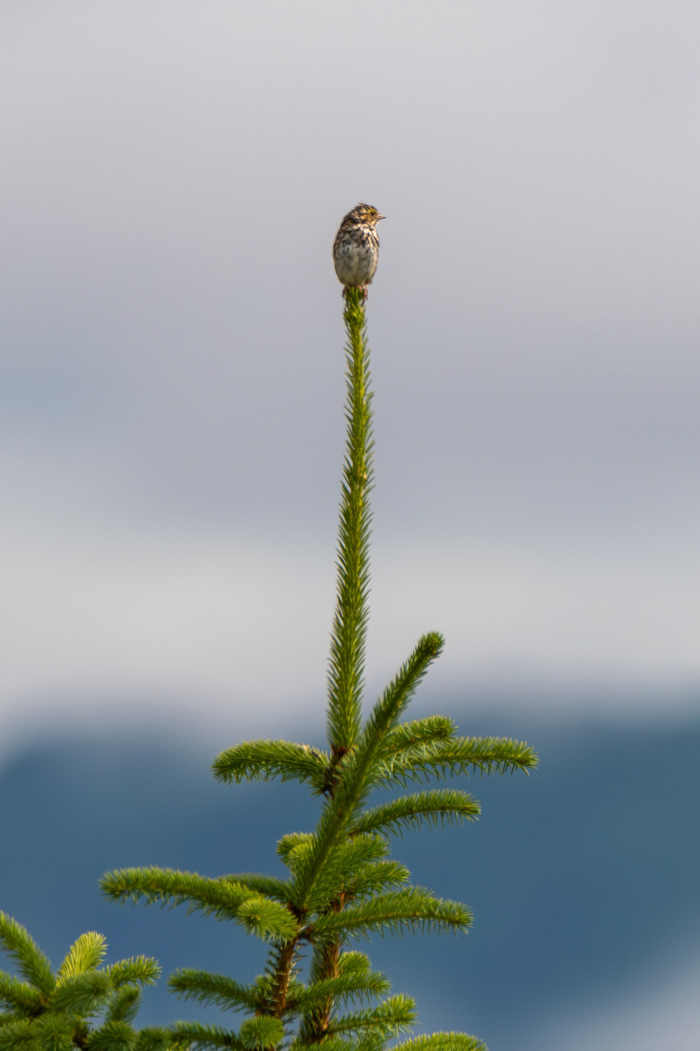 Alaska vacation in July, 2023 (Photo by Keith Sliney).
