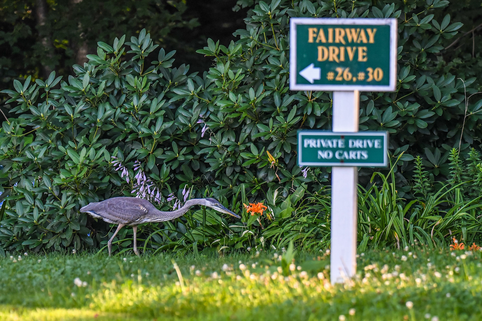 Heron in Haverhill, MA – March 2024 (Photo by Keith Sliney).