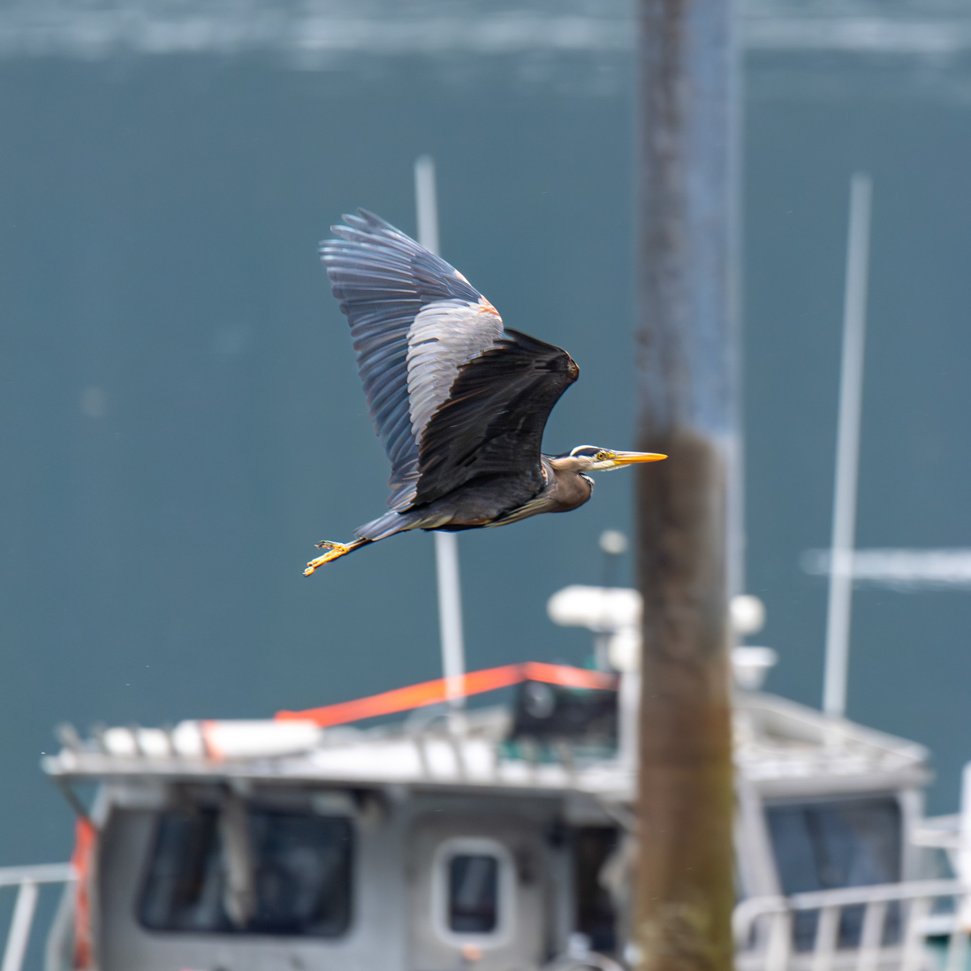 Blue Heron in Pelican, Alaska – July 2023 (Photo by Keith Sliney).