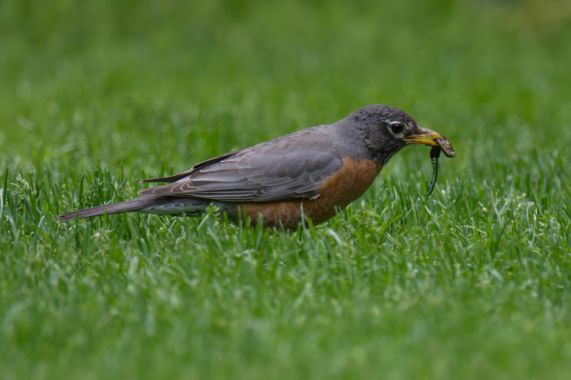 Robin feeding in Haverhill, MA – May 2024 (Photo by Keith Sliney).