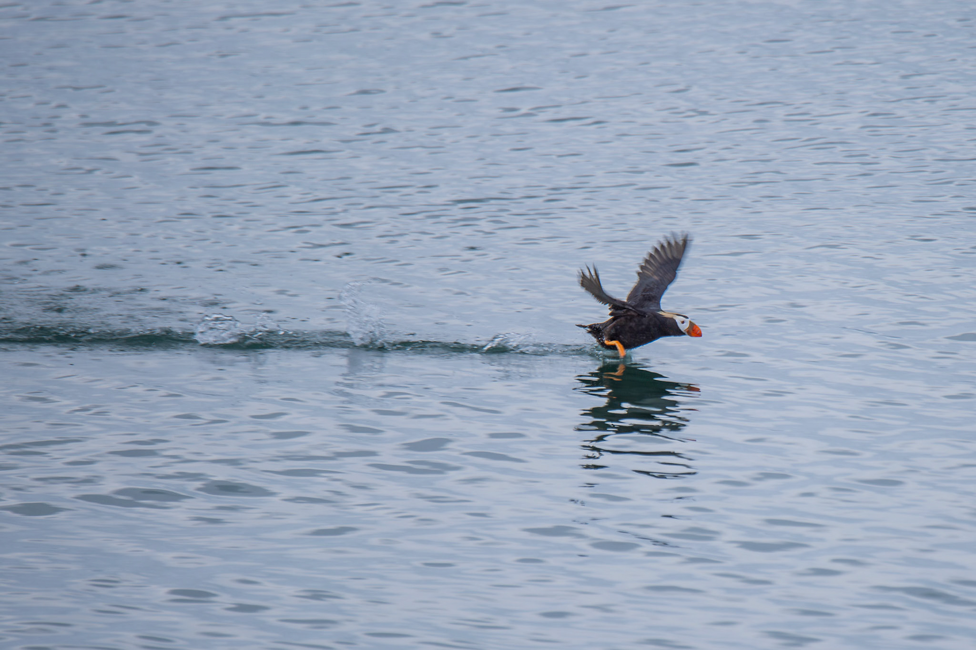 Puffin in in Glacier Bay National Park, Alaska – July 2023 (Photo by Keith Sliney).